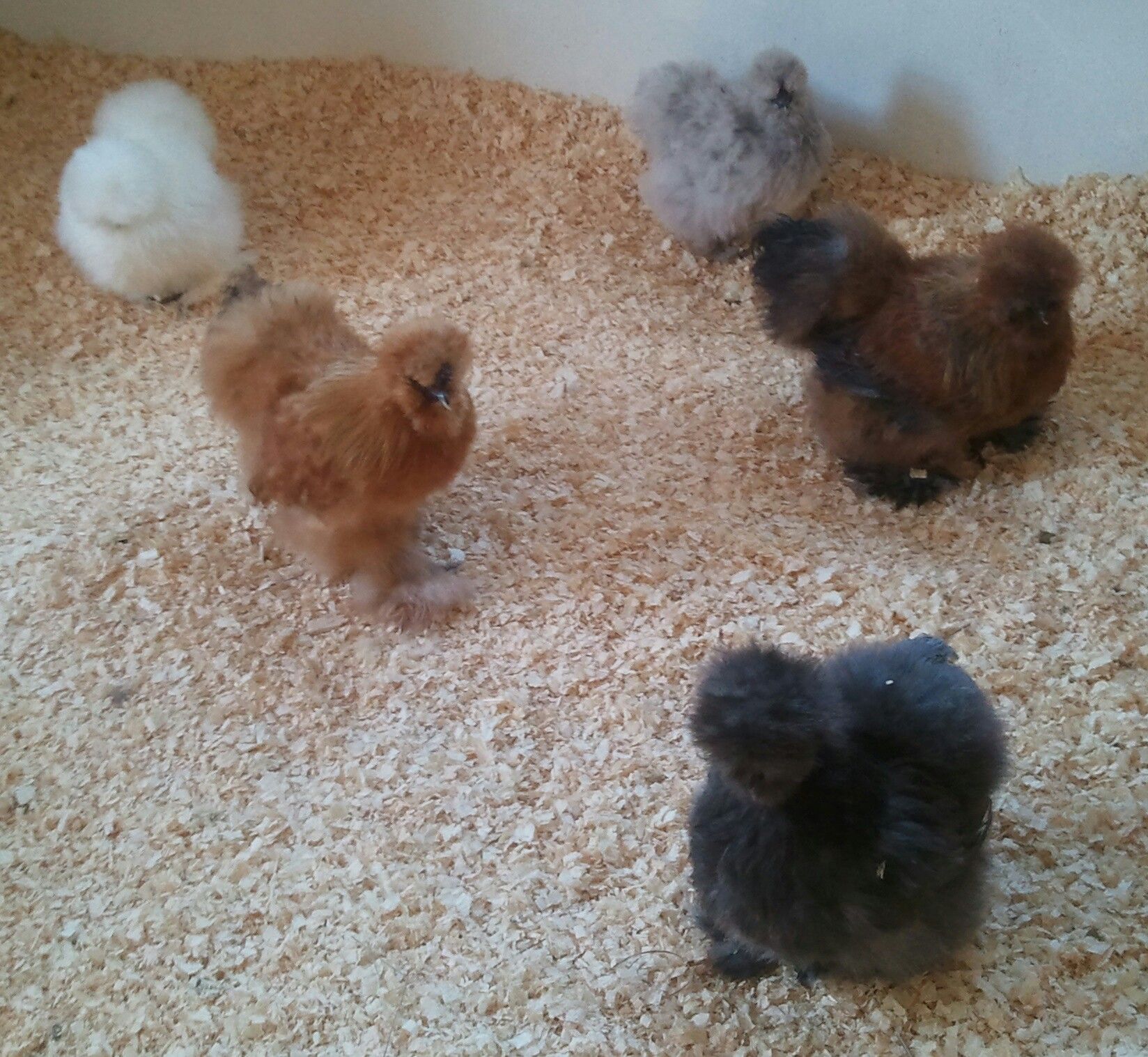 Left to Right: Mojo Jojo, Sugar Baby, Sookie, And Scooter... and up front is our sweetest, Eyeball.
