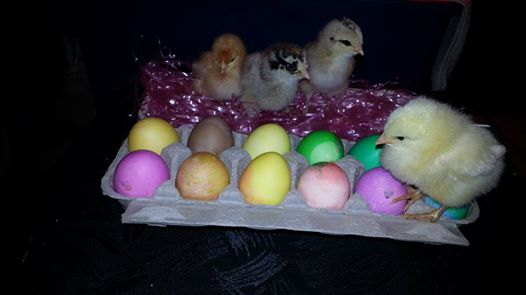 Left to right Nugget (Red), Buffalo (RIR), Fried (RIR) and Buttermilk with our Easter Eggs.
