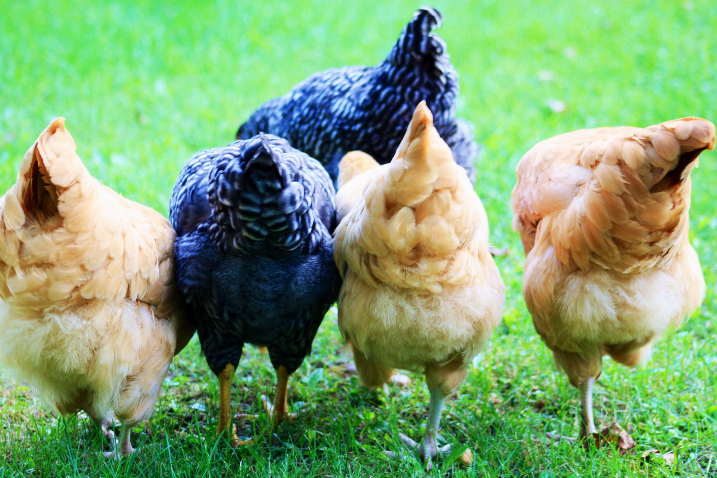 Left to right: Penny, Coco, Lilly, Webber, and out front and in charge is Miss Minnie.  Buff Orpingtons and Barred Rocks. All born June 2014.
