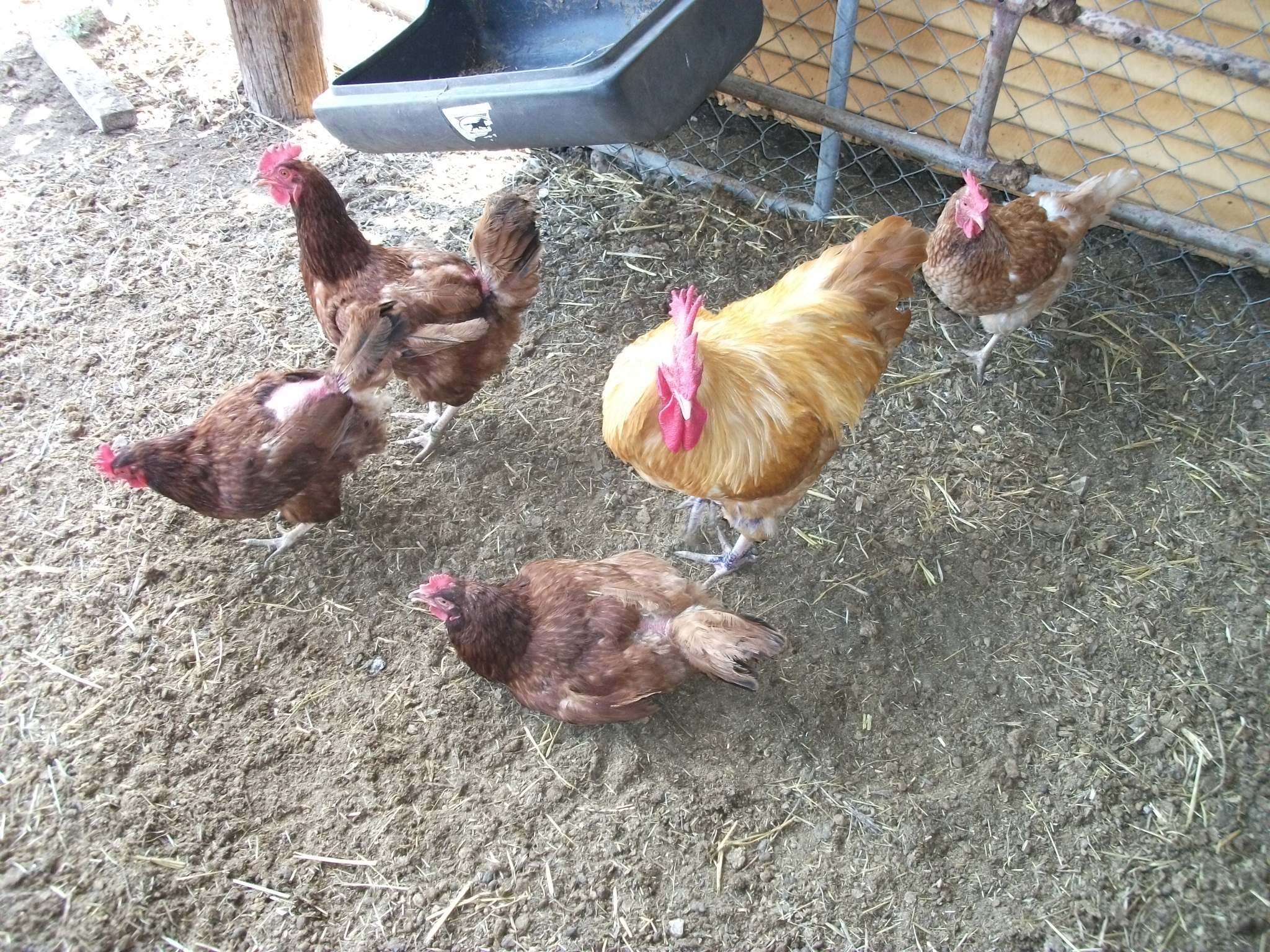 left to right: Red, Dixie, Pink, Buffy and Curry.  Red and Pink were named for the color of their leg bands. As were LYla and RYley; 
(LY= left yellow +la  /  RY= right yellow + ley)
Missing from this photo are HENri; (she was named HENrietta, but she has a VERY deep voice so I started calling her HENri.), RYley, Ginger and Scarlet.  There are 5 RIR's and 3 Hylines that roam the farm freely and are housed in "the BIG coop" and LYla, Louie and Lily are currently staying in the "maternity ward" (a smaller coop inside a fenced area) but are let out to roam freely during the day.  They ALL put themselves to bed at night and all I have to do, is do a head count, give everyone a hug and lock the doors.