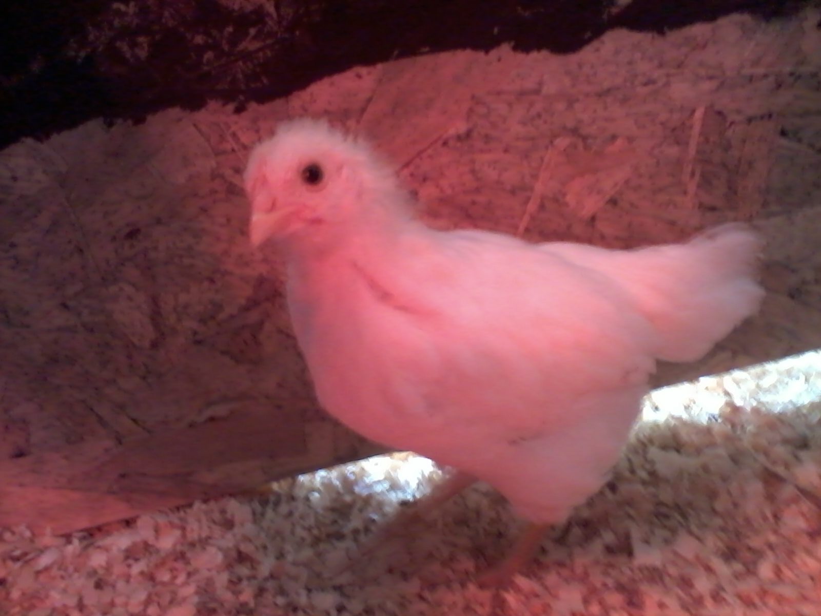 Leghorn (4 Weeks)