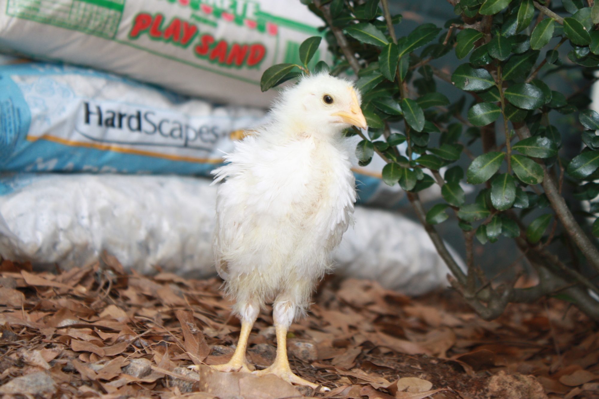 Leghorn chick out of brooder for a few hours