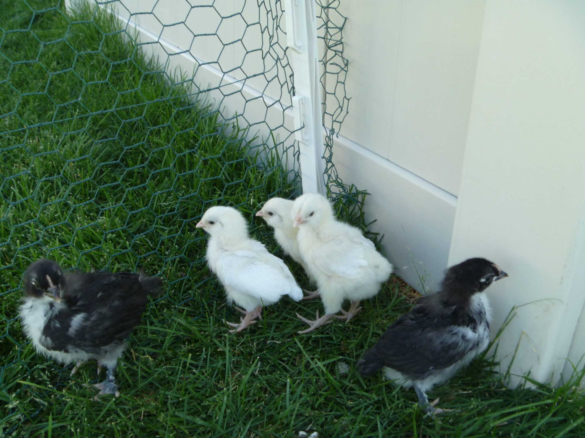 Leghorn EE and FBCM chicks