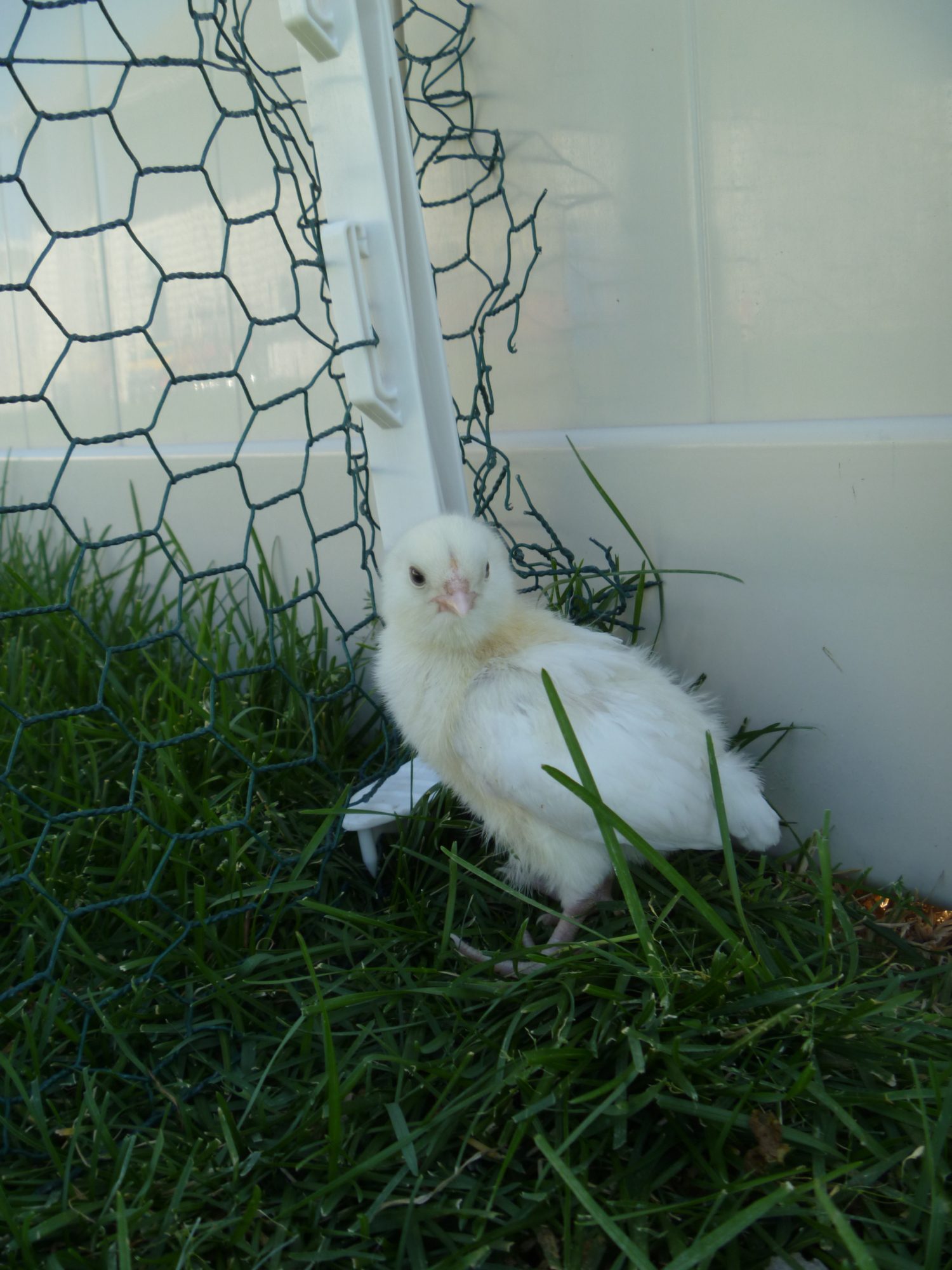 Leghorn EE chick