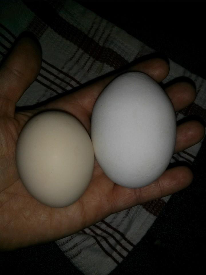 Leghorn egg on right.  Deleware on left