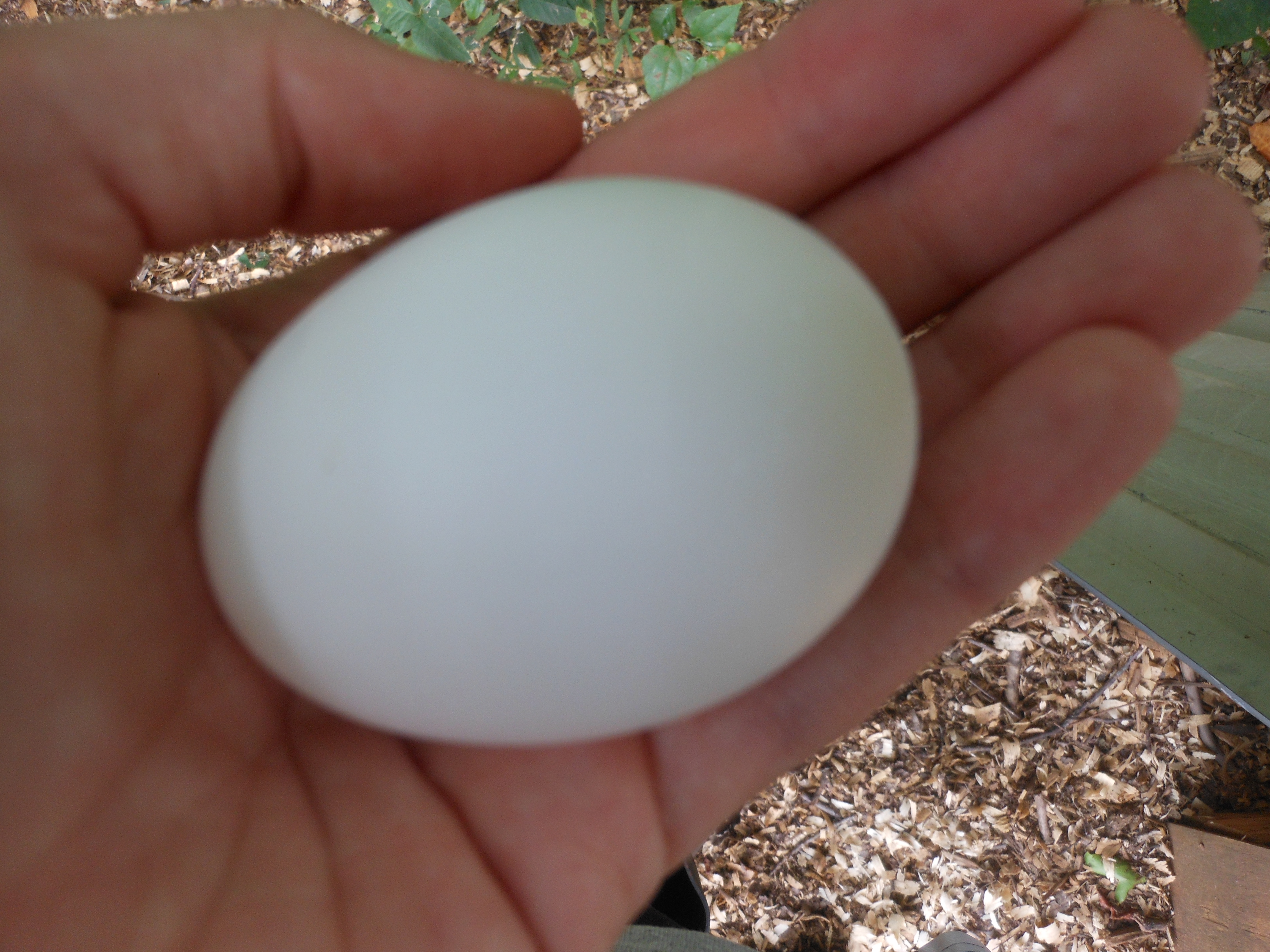 Leghorn egg