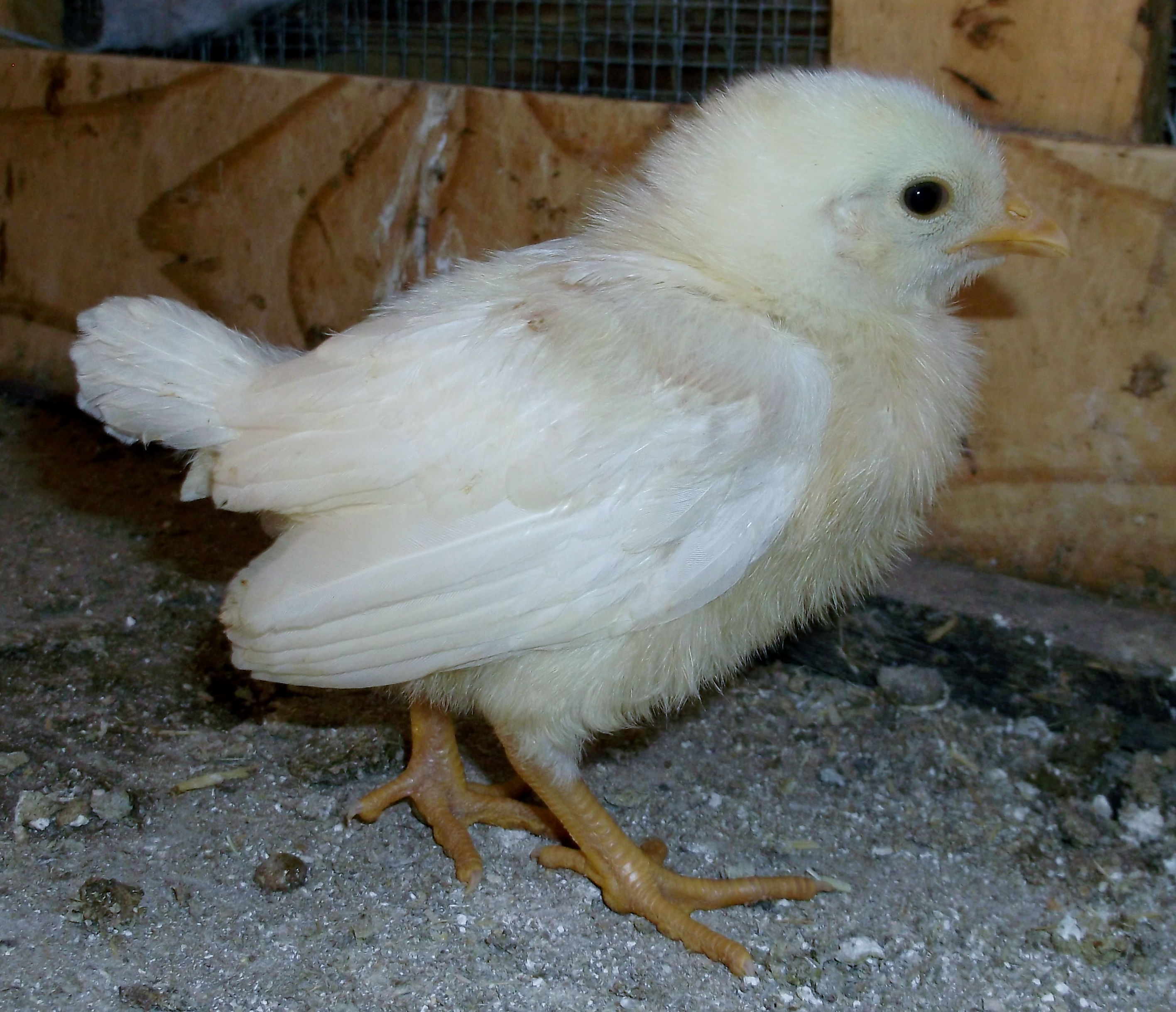 Leghorn, from TSC, 2014