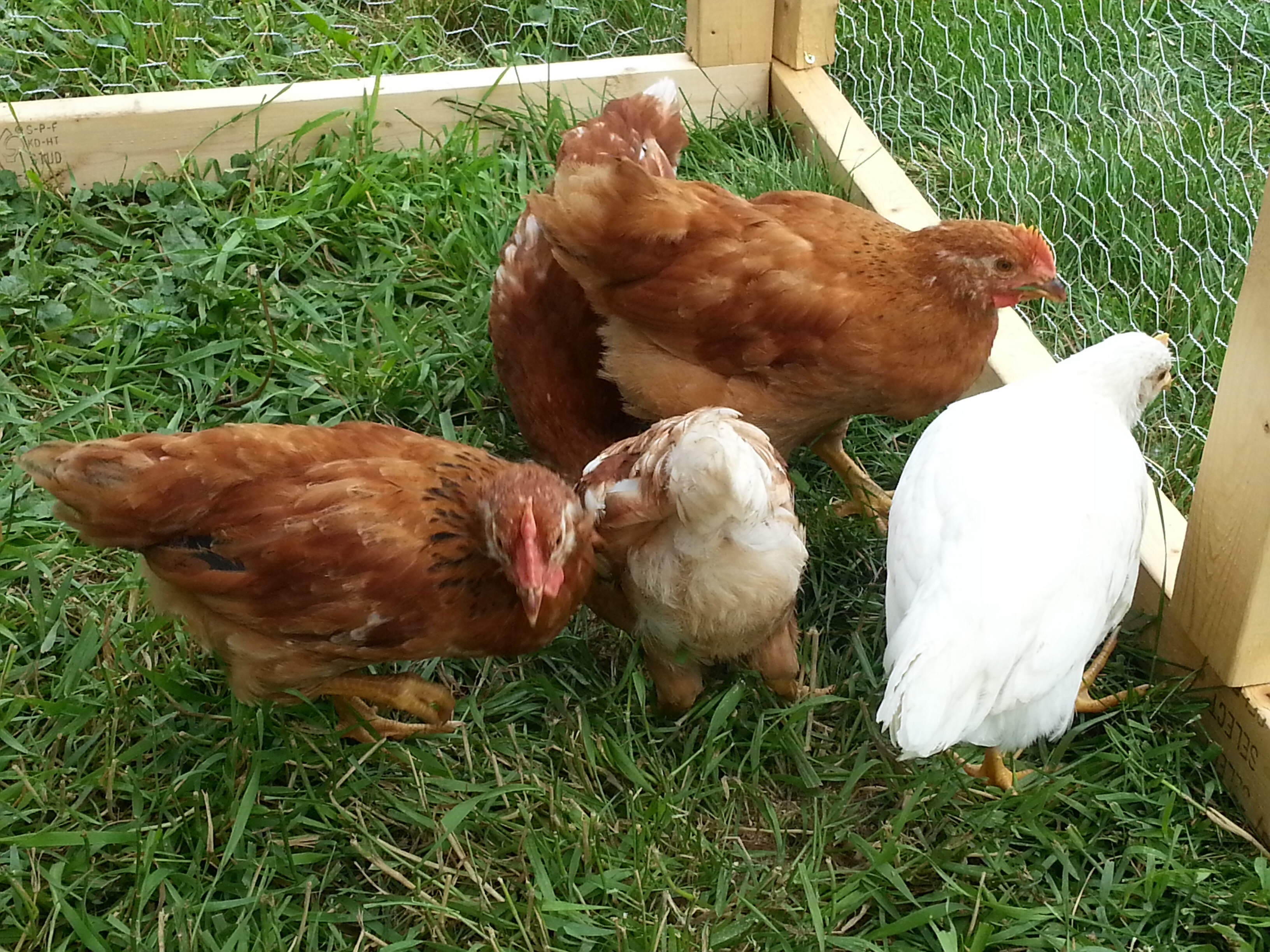 Leghorn,golden comets and rir