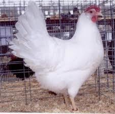 leghorn in show