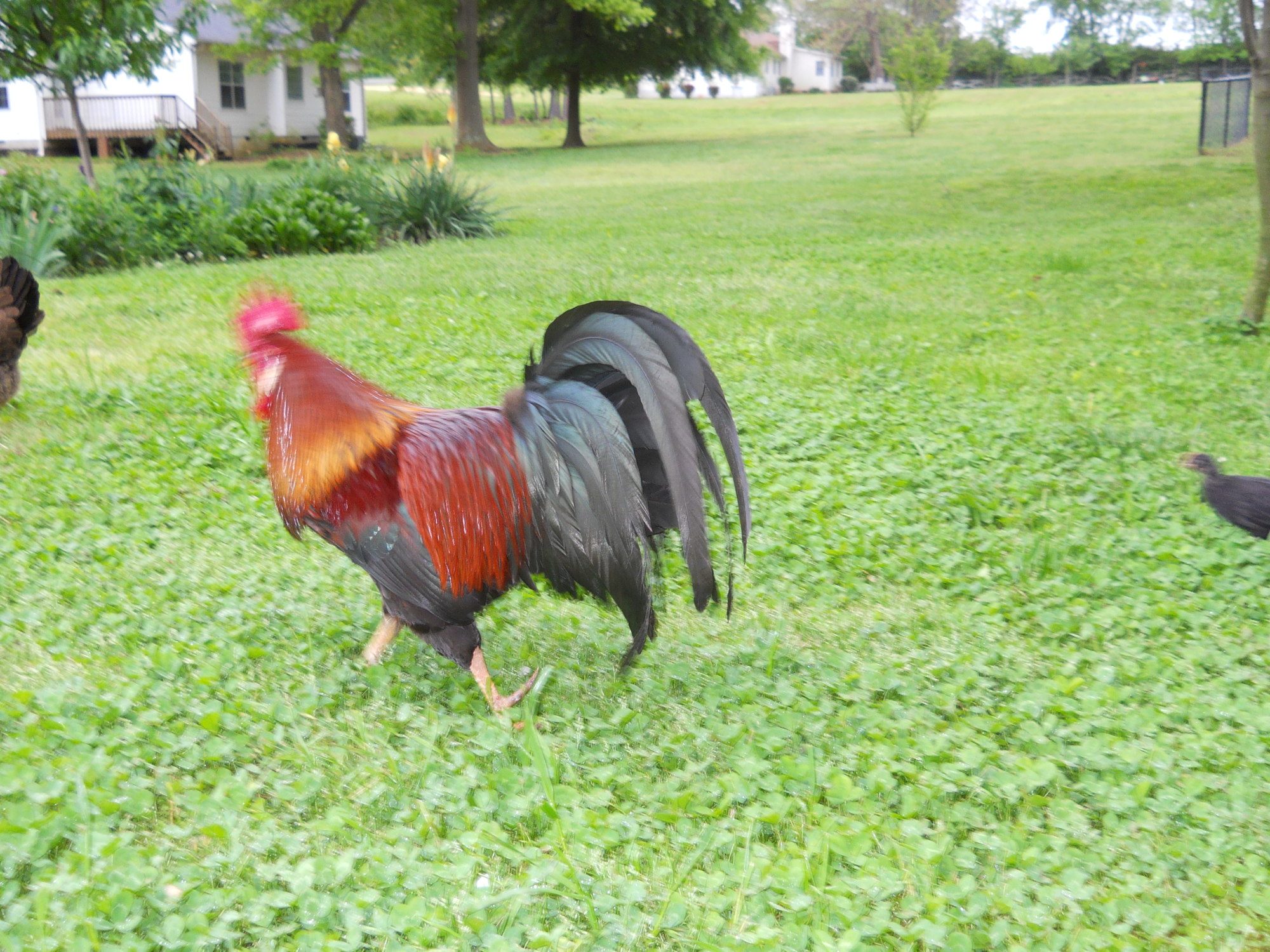 Leghorn Rooster 2 ya old