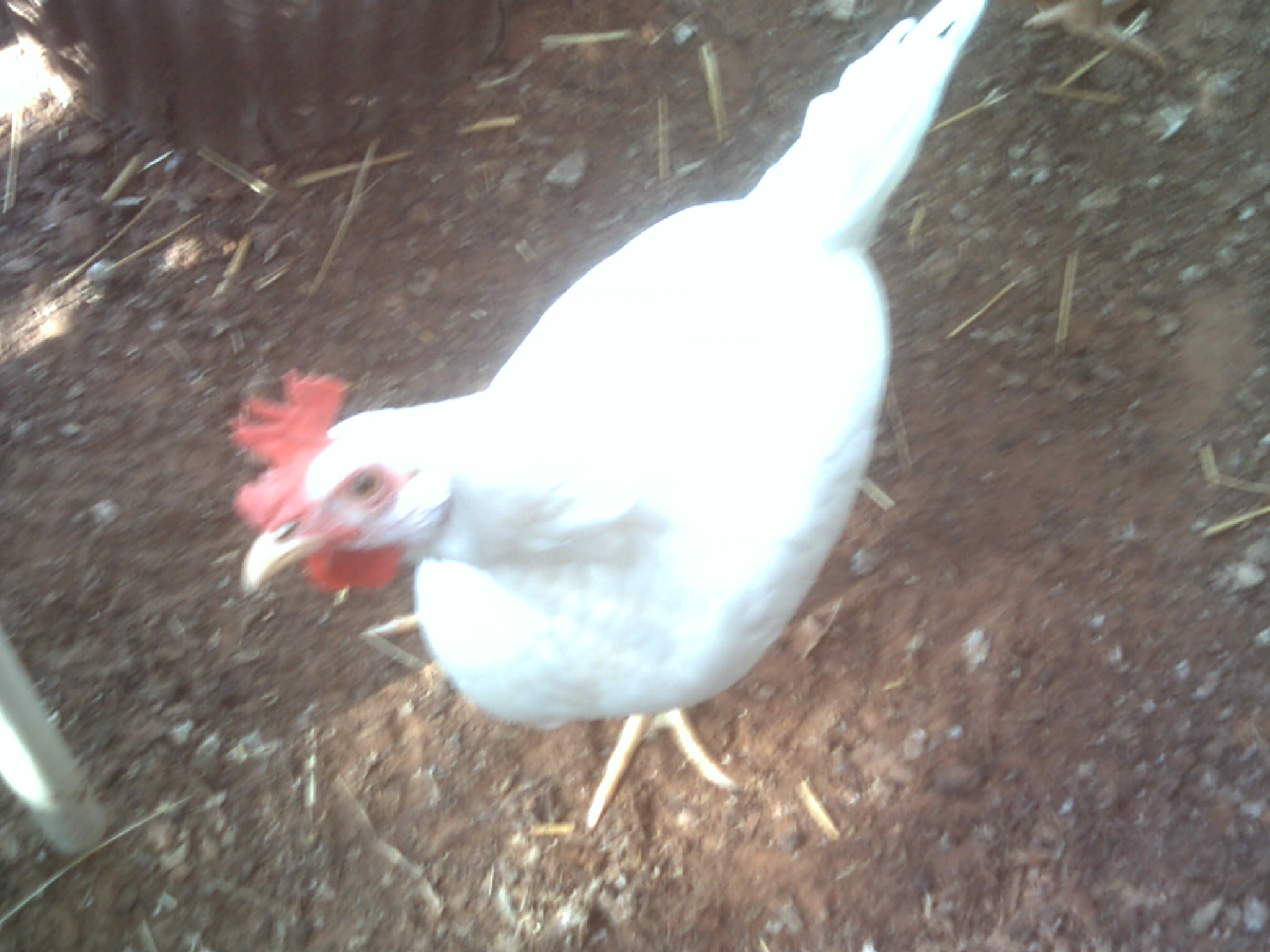 Leghorn rooster