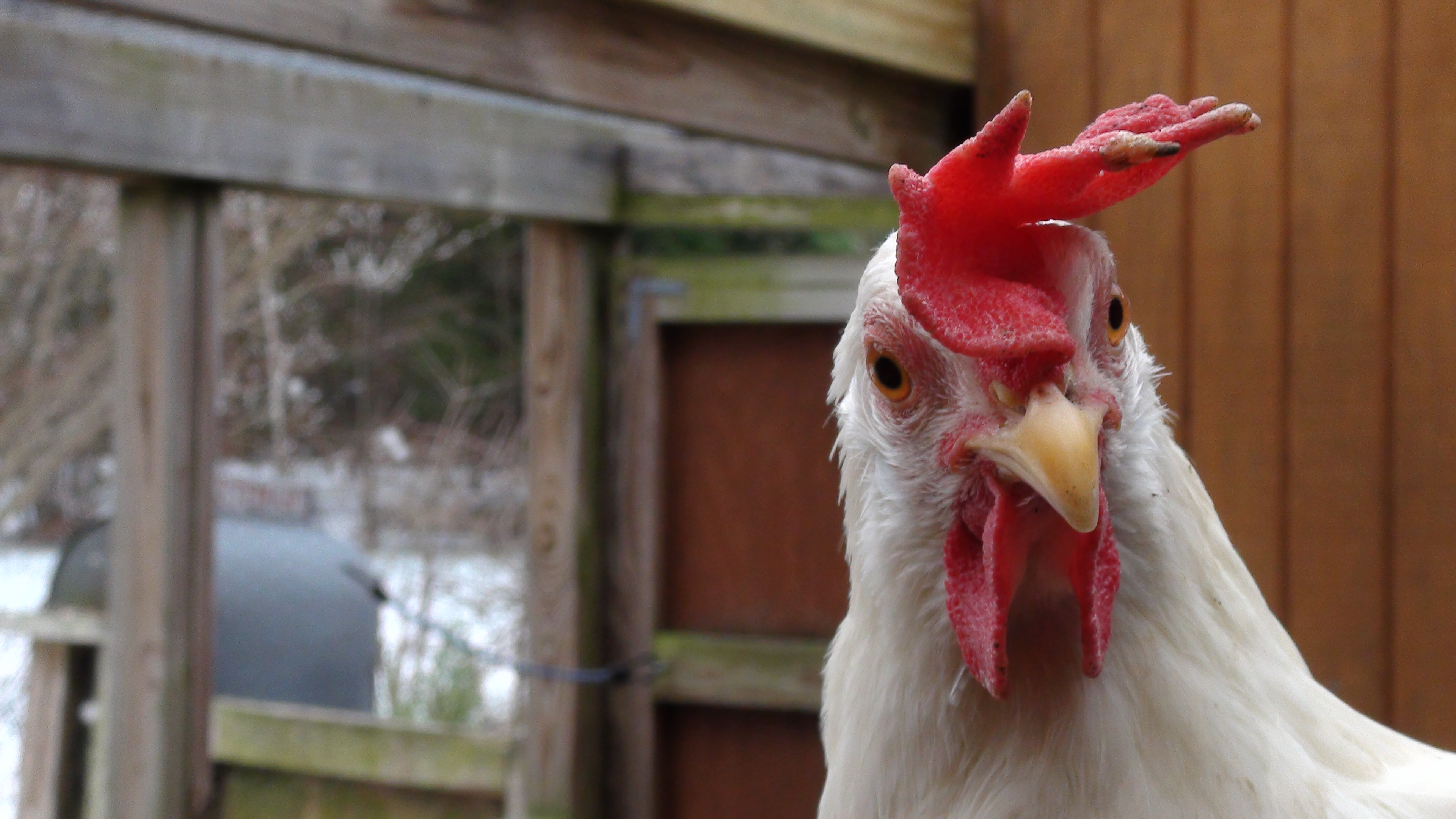 leghorn, who we call "foghorn" after looney toons