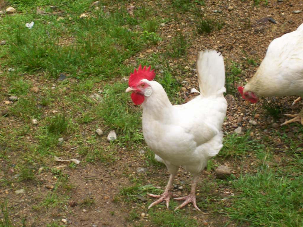 Leghorn