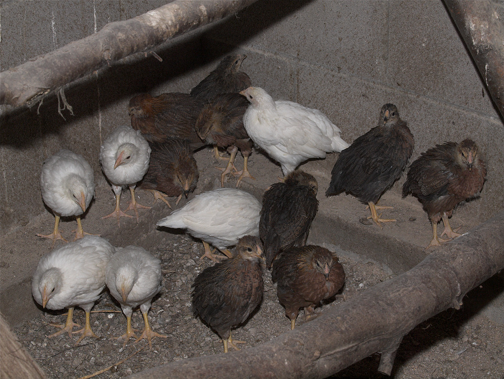 Leghorns and Welsummers - one month old