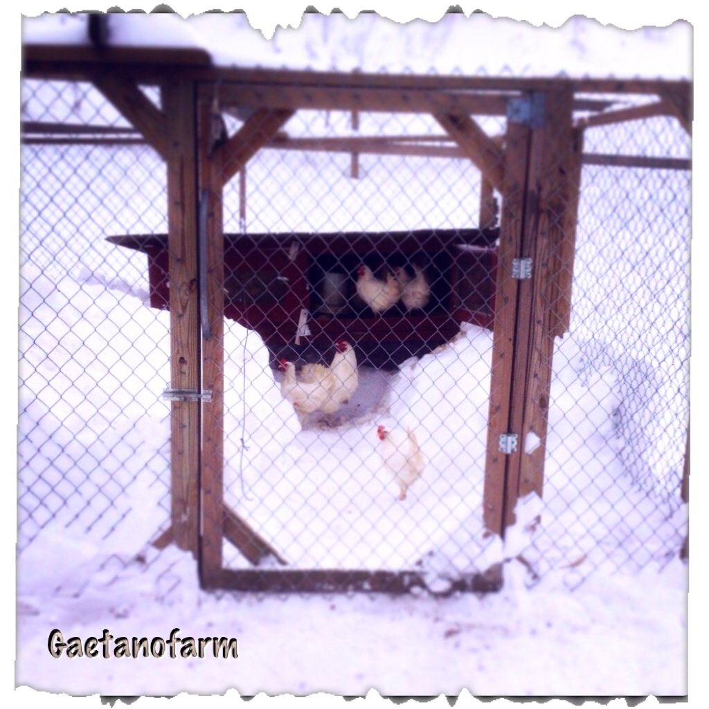 Leghorns attempting to get some fresh air