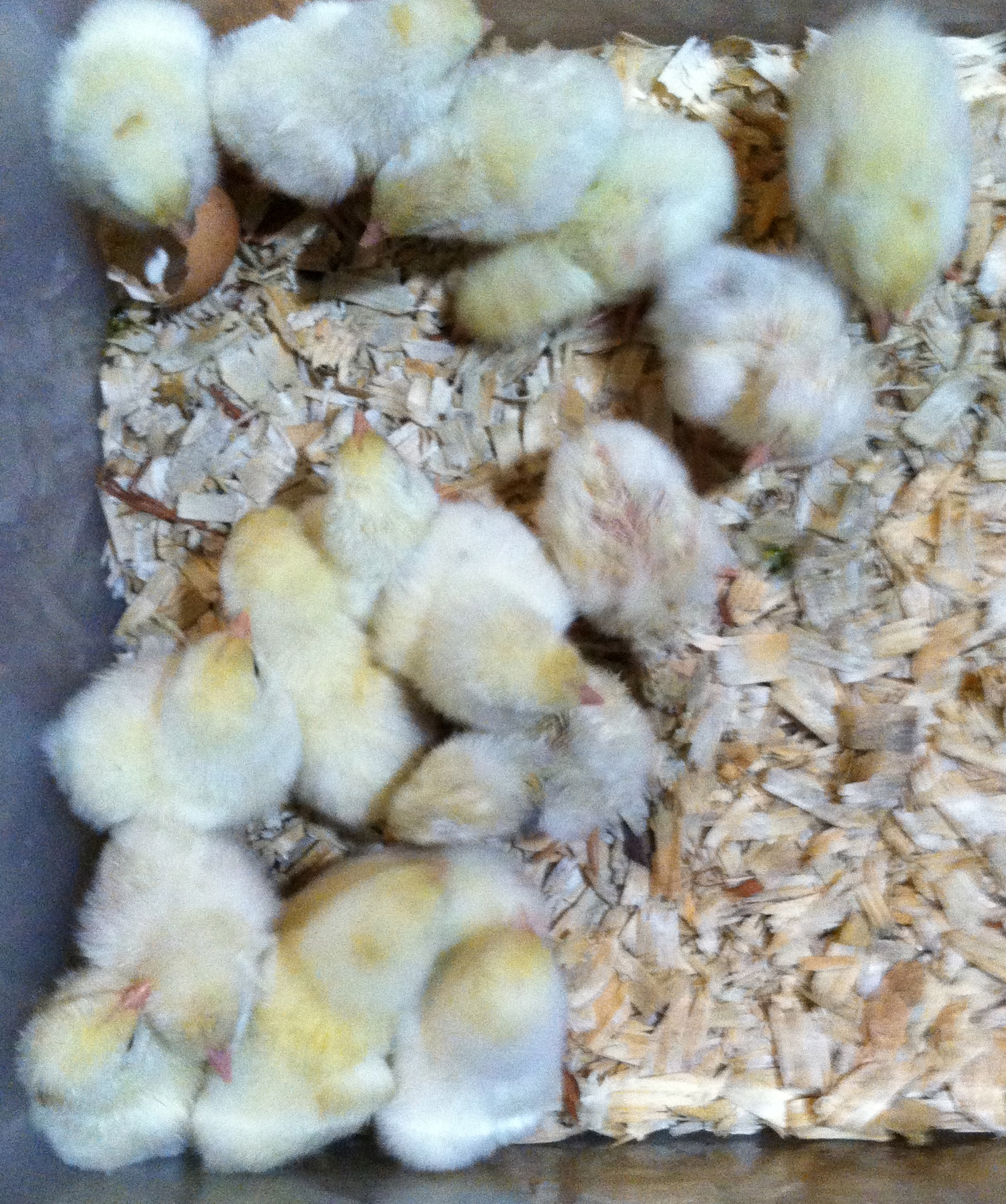 Leghorns hatched from Trader Joe's "Fertile Eggs".