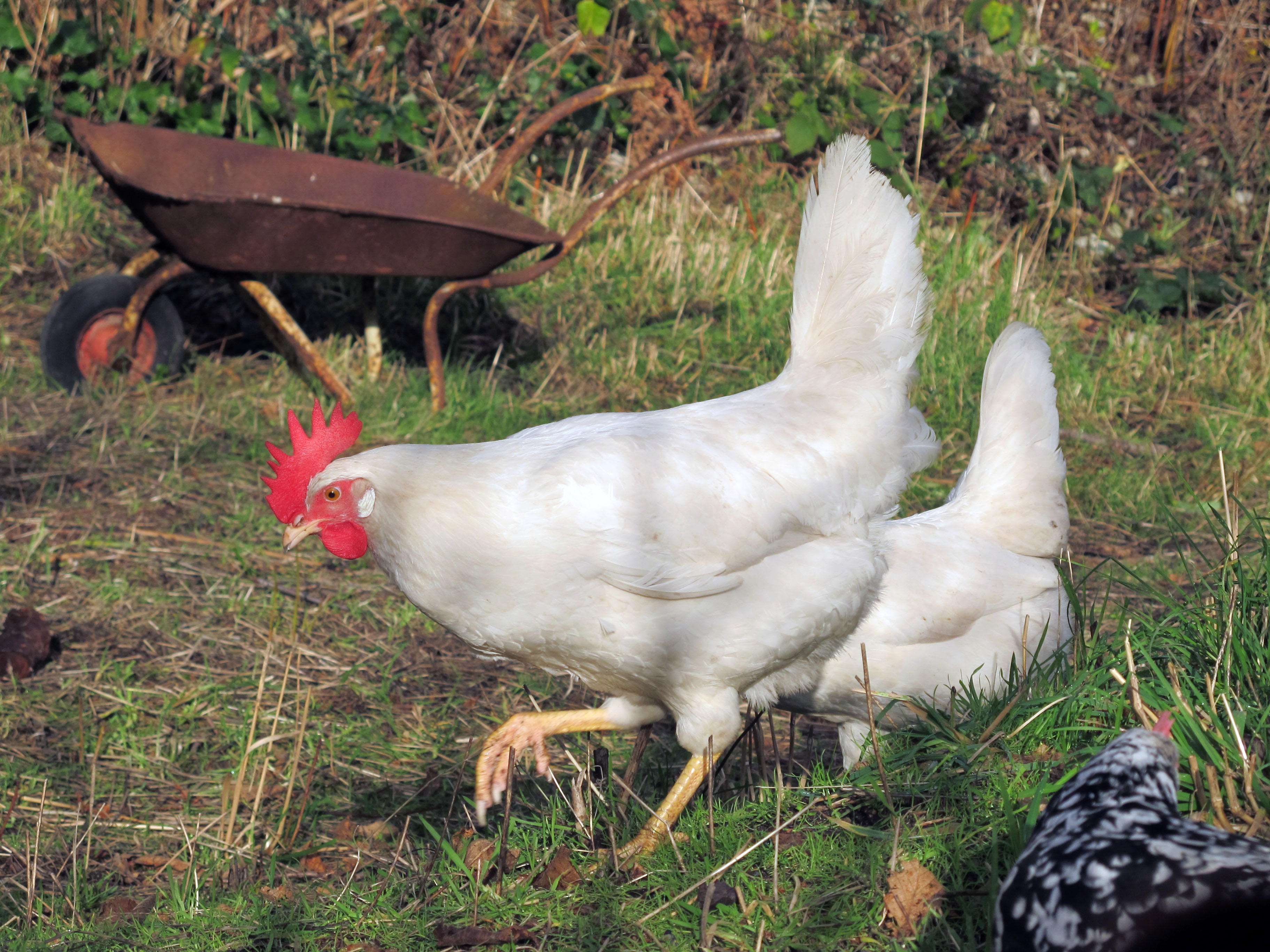 "Legs" my white leghorn. She runs full speed when I call and lays a huge white egg every day