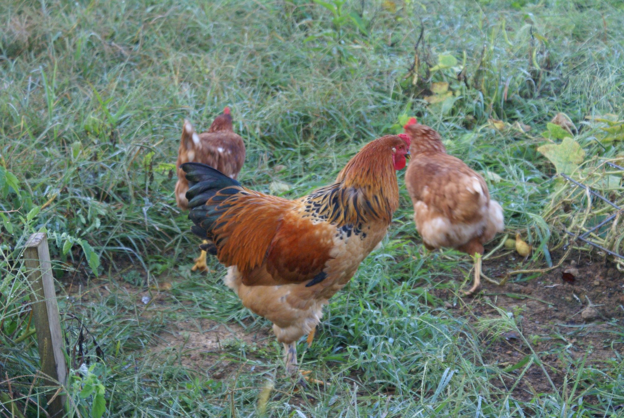 Legs, our third roo with a couple of his lady friends.