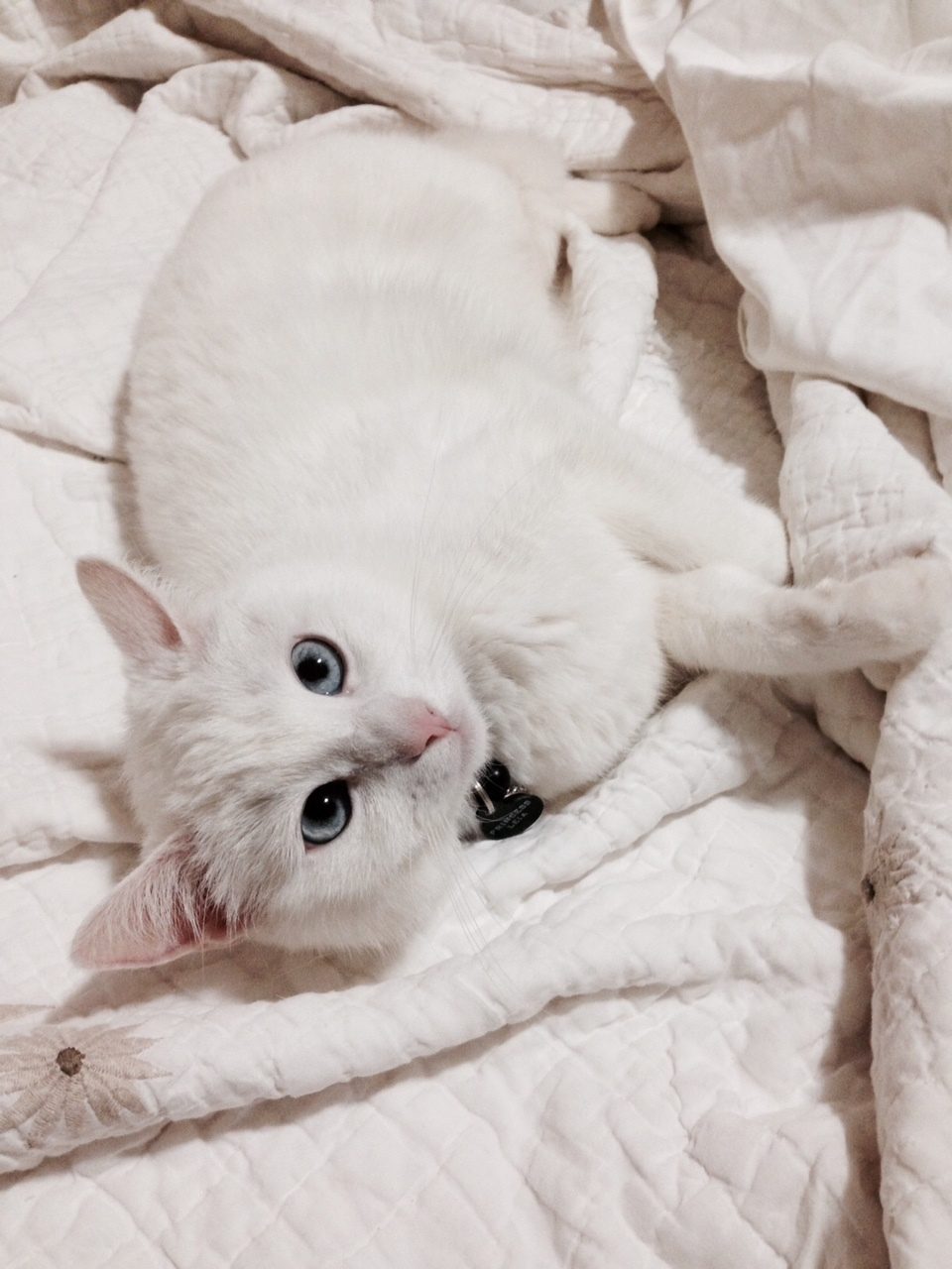 Leia