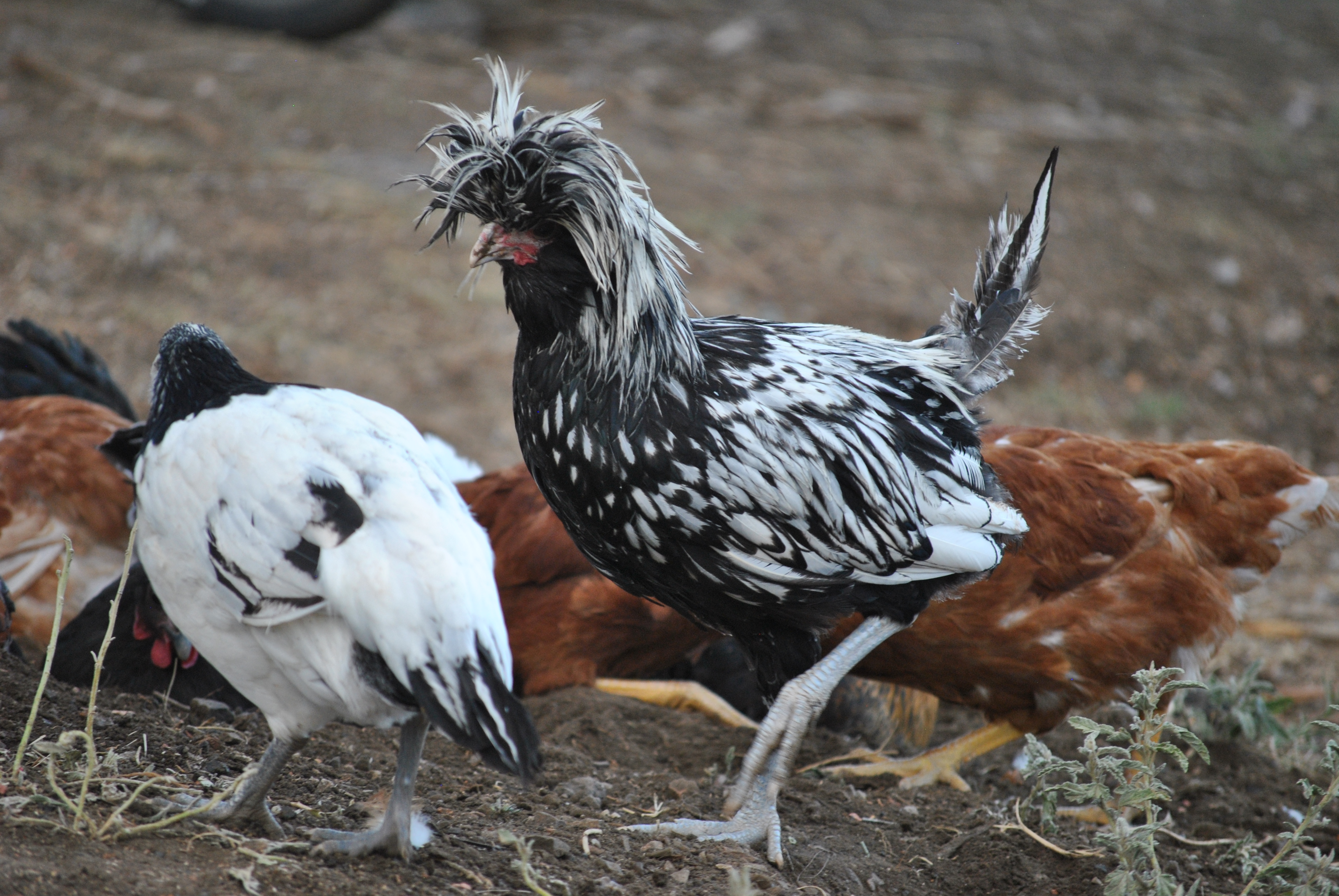 Leif, the Silver Laced Polish Roo