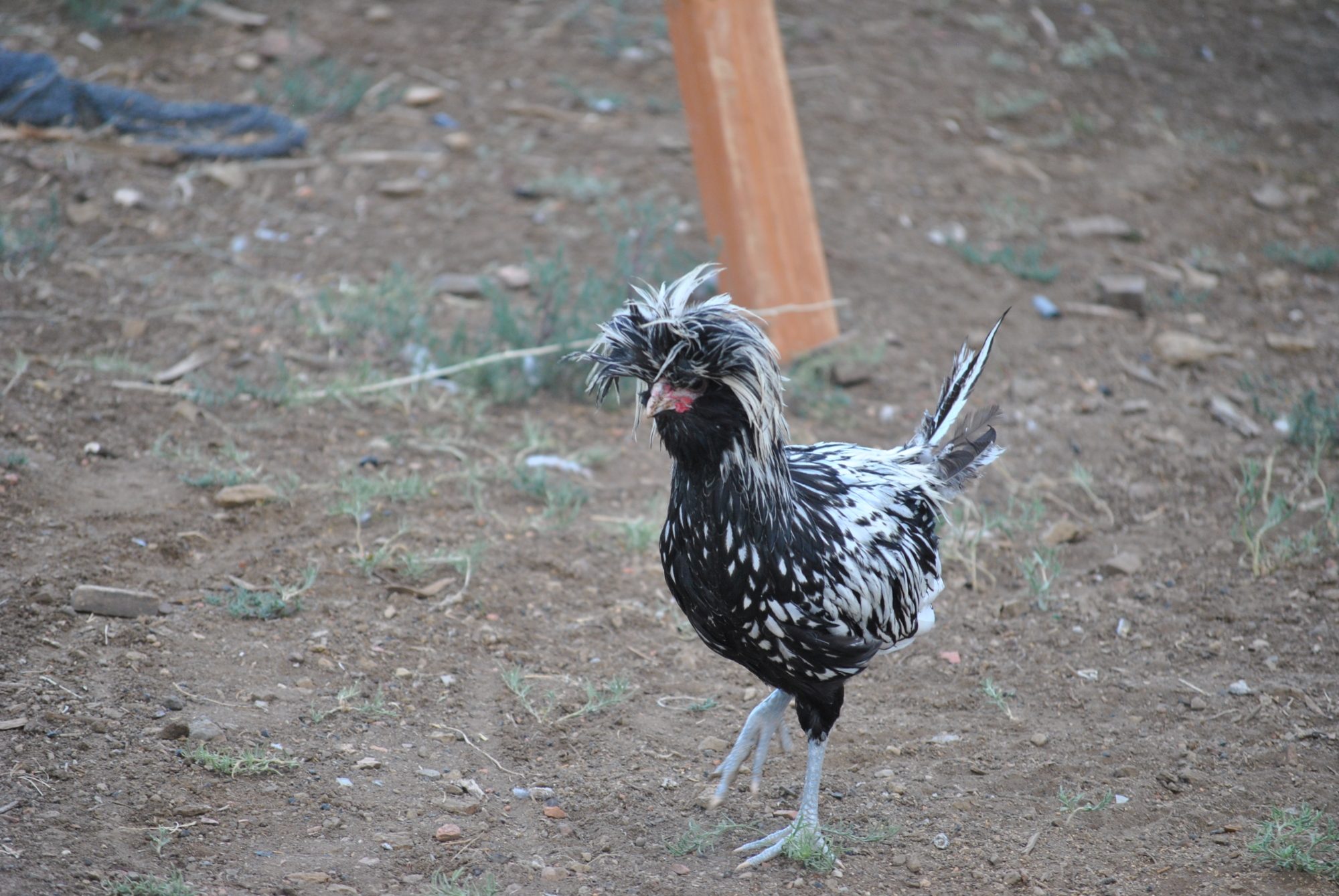 Leif the Silver Laced Polish Roo