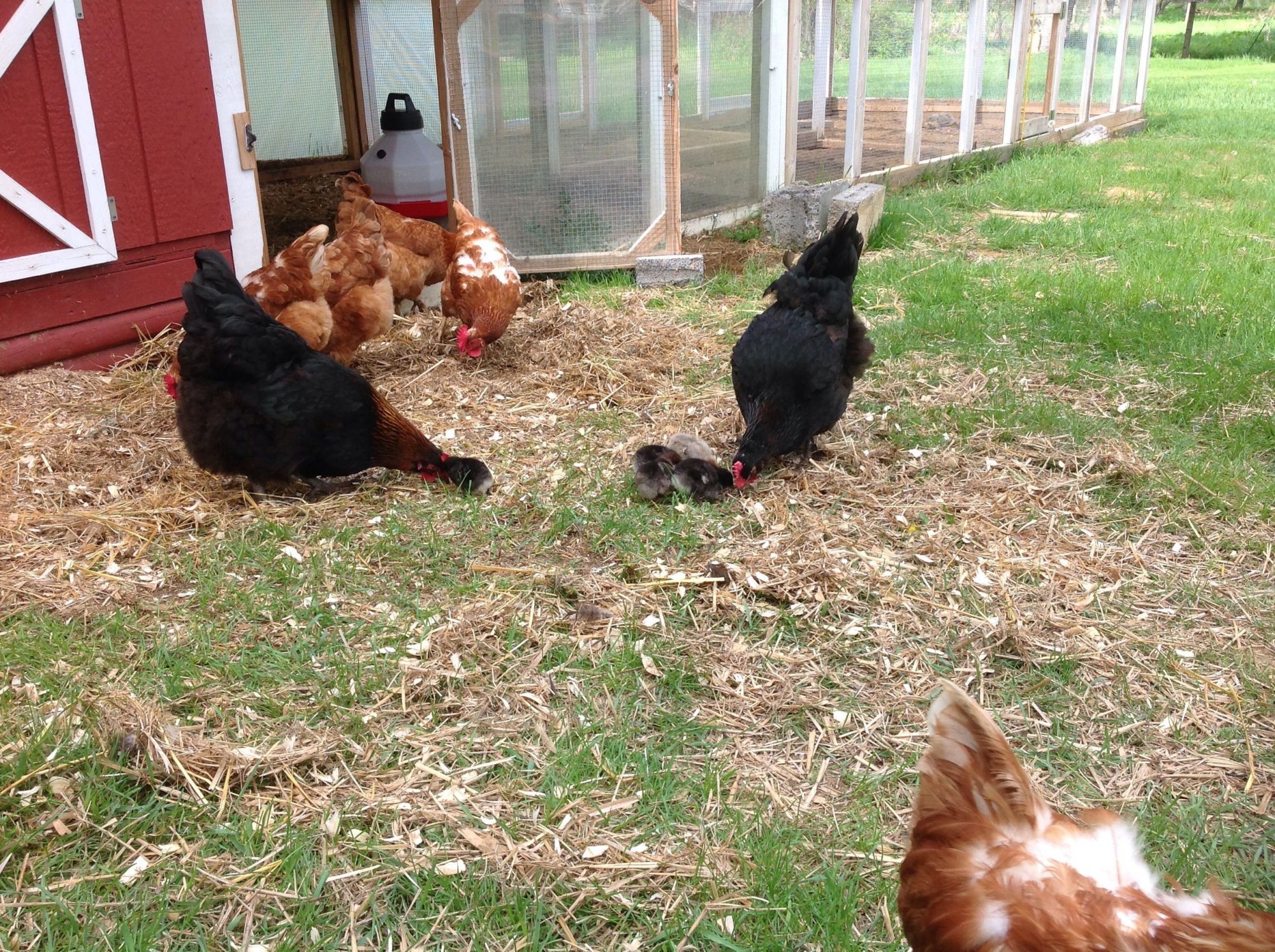 Lela (BCM on left) with what is prob one of HER kids!
First time chicks have really been w/ flock