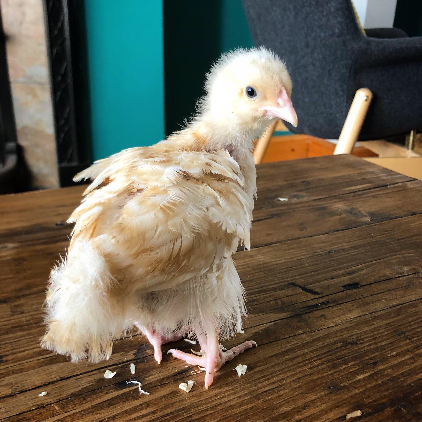 Lemon (1 month)