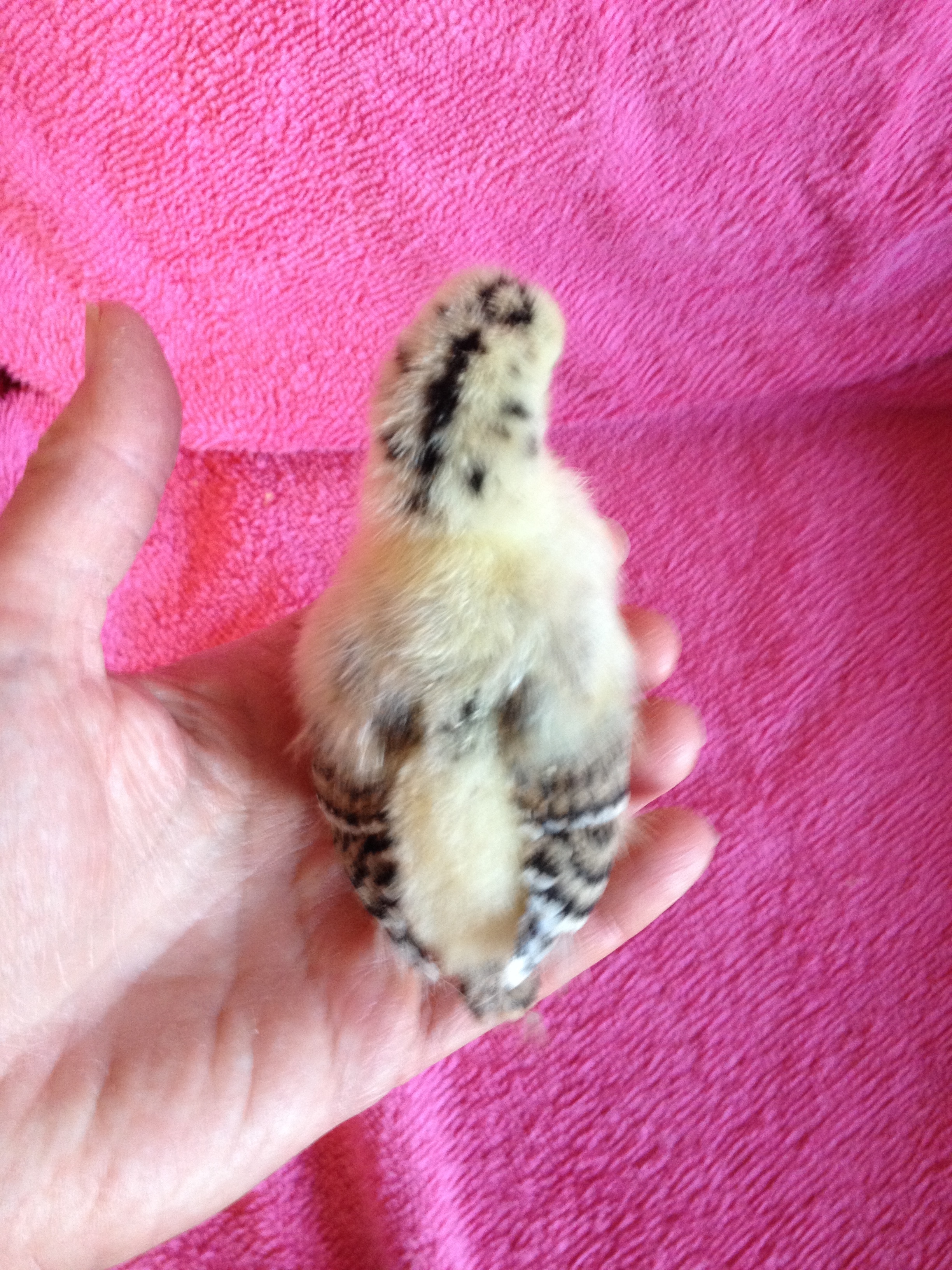 Lemon- 2 weeks old.