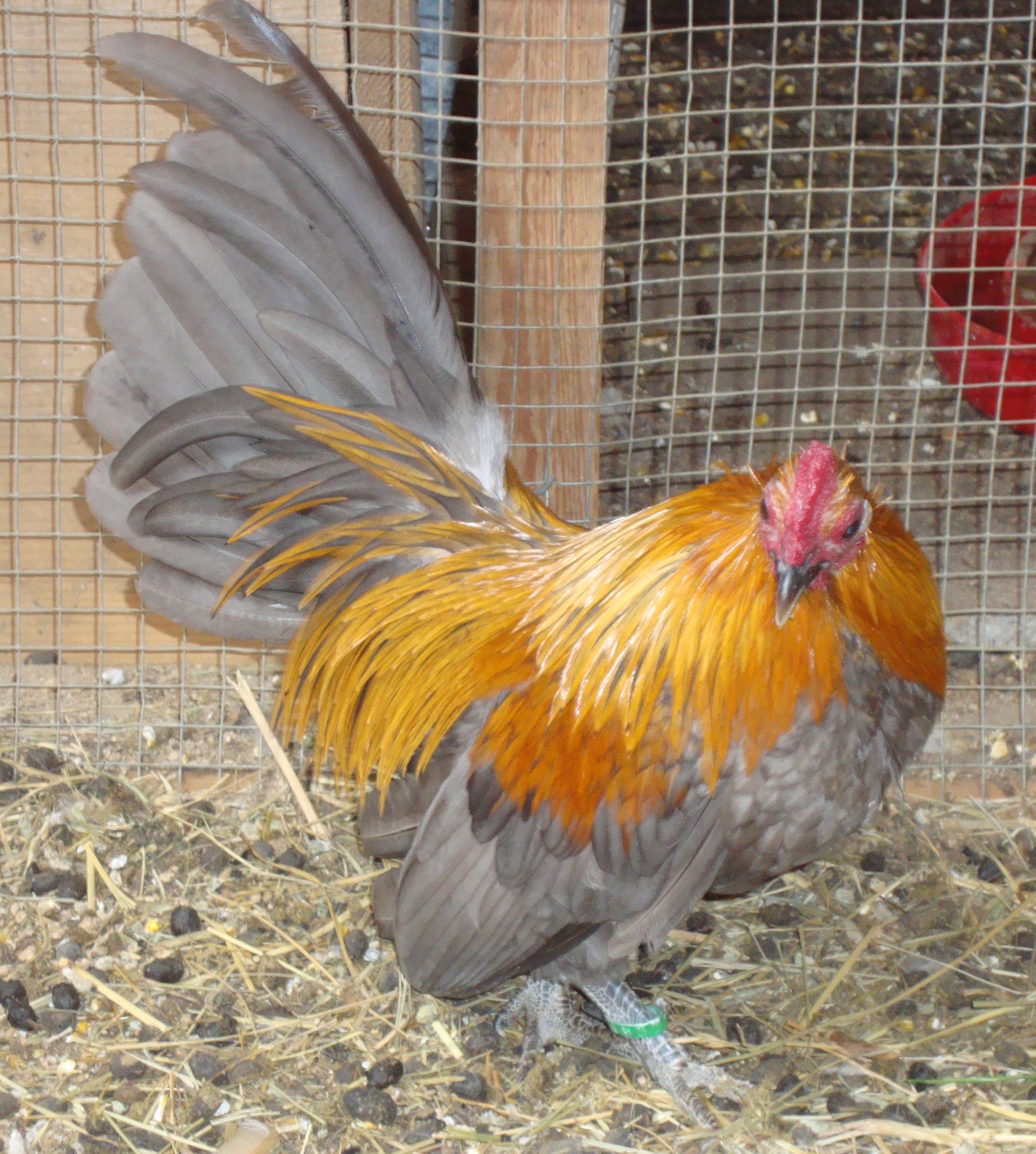 Lemon Blue Cockerel