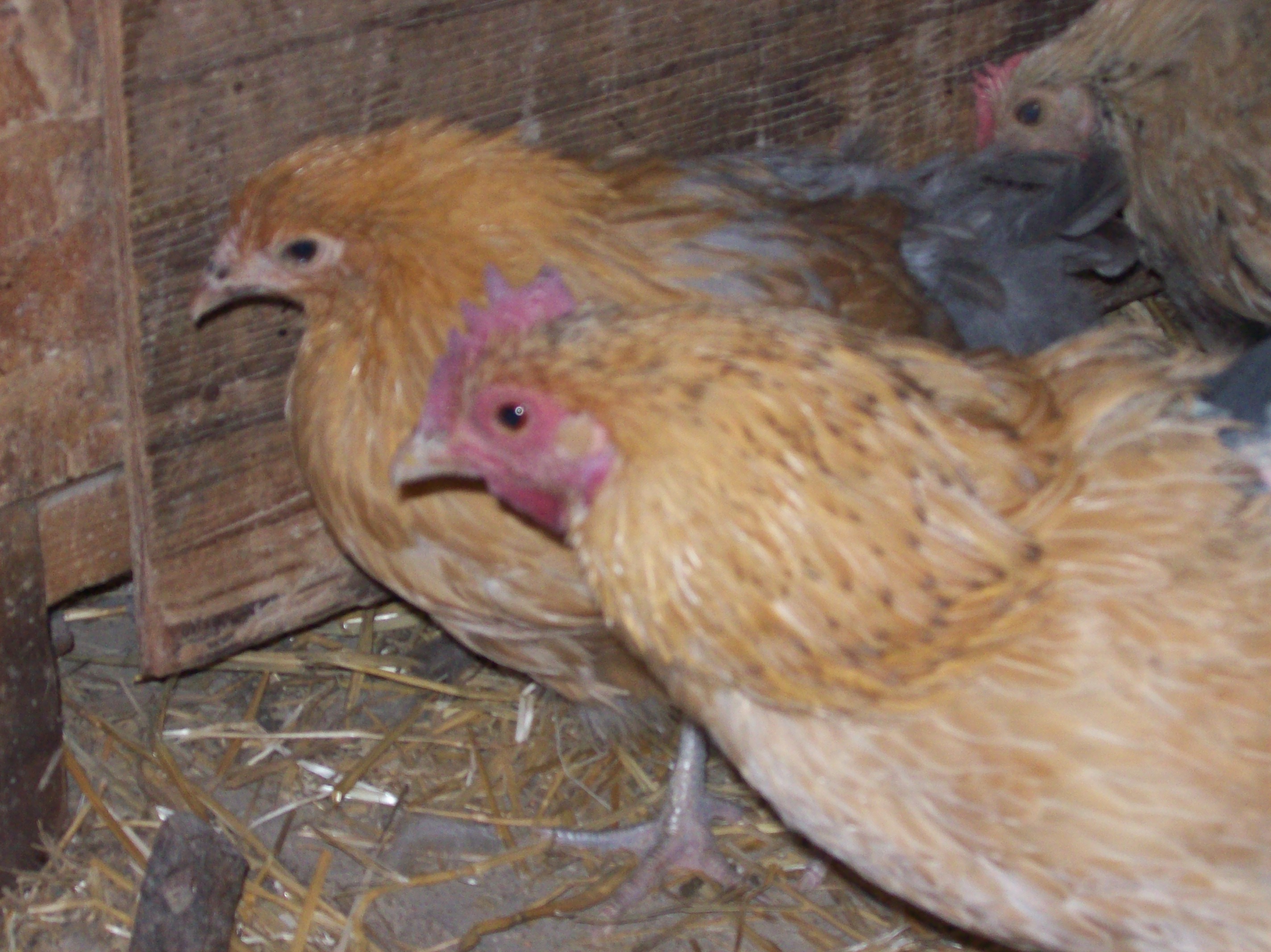 Lemon Blue Orpington pullet in back with her mother in front.