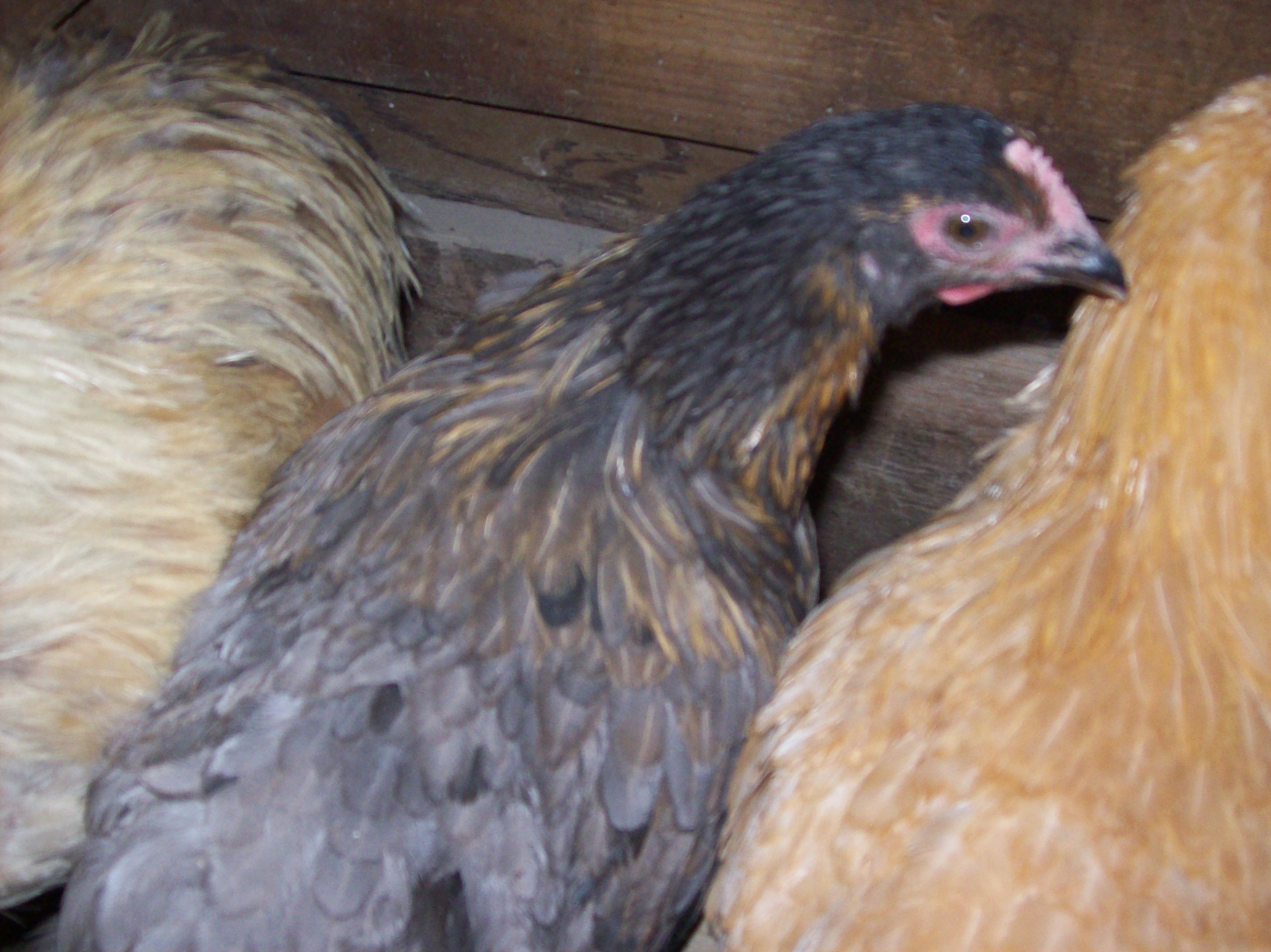 Lemon Blue Project Orpington.  Her father is sitting next to her on the left.  Lemon Cuckoo is on the right.