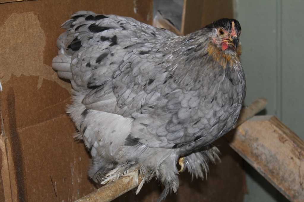 Lemon blue splash pullet