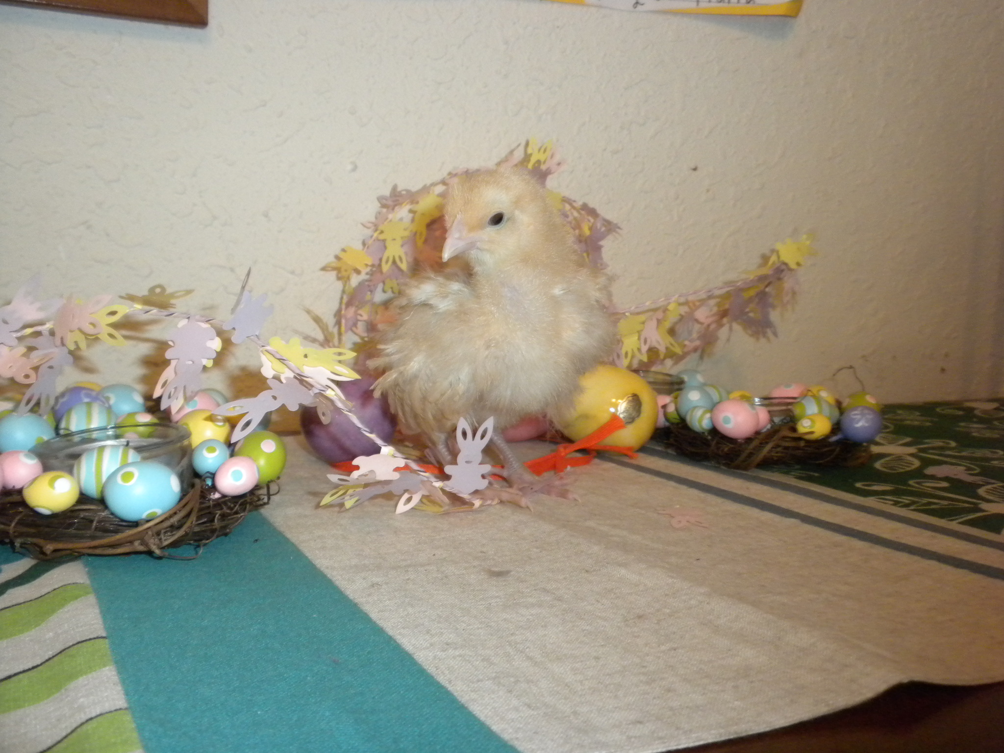 Lemon Chalet-Lemon Cuckoo named after a girl scout cookie.  We are hoping for a pullet with this one.