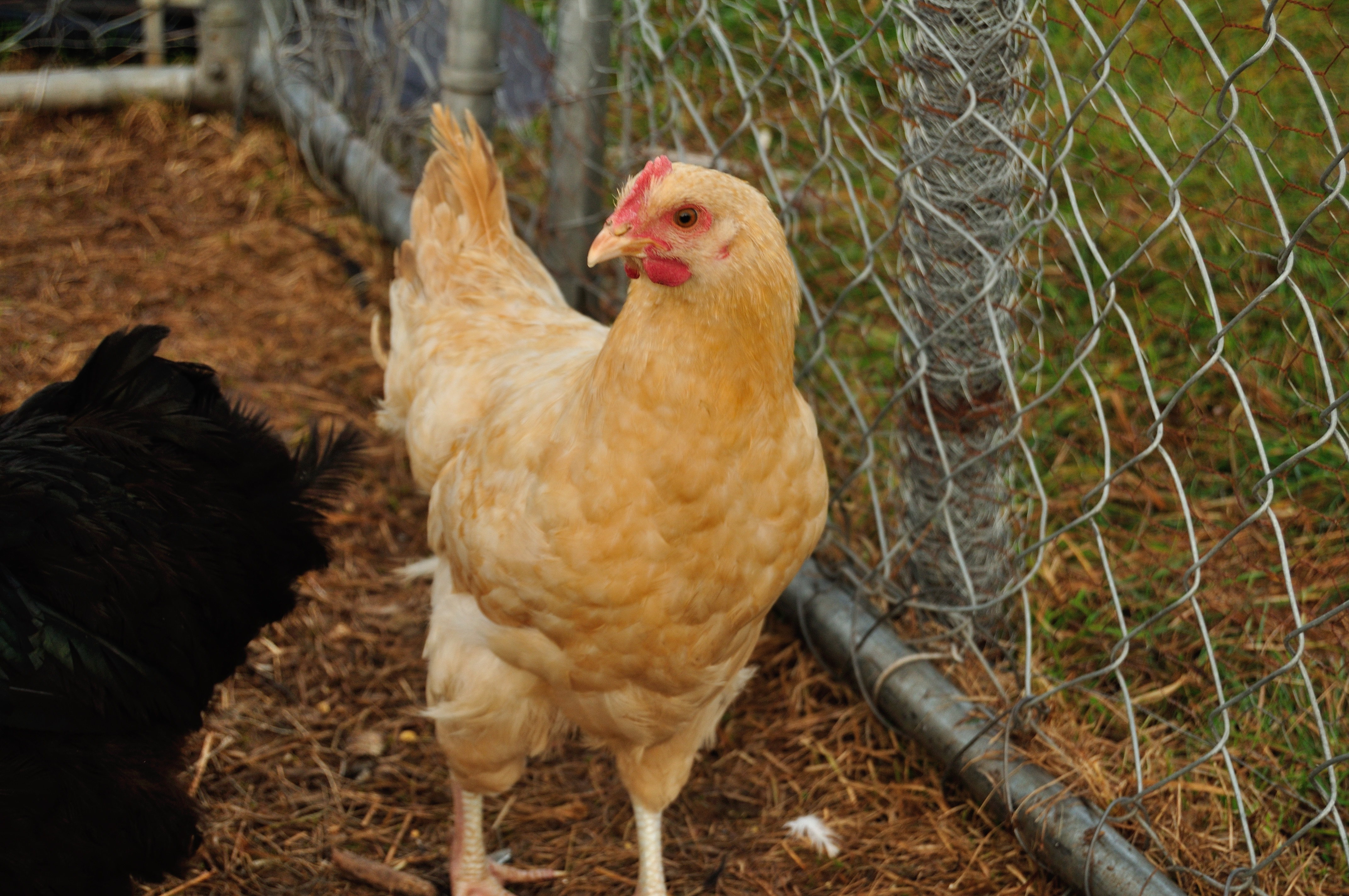 Lemon Cuckoo Orp Cockerel