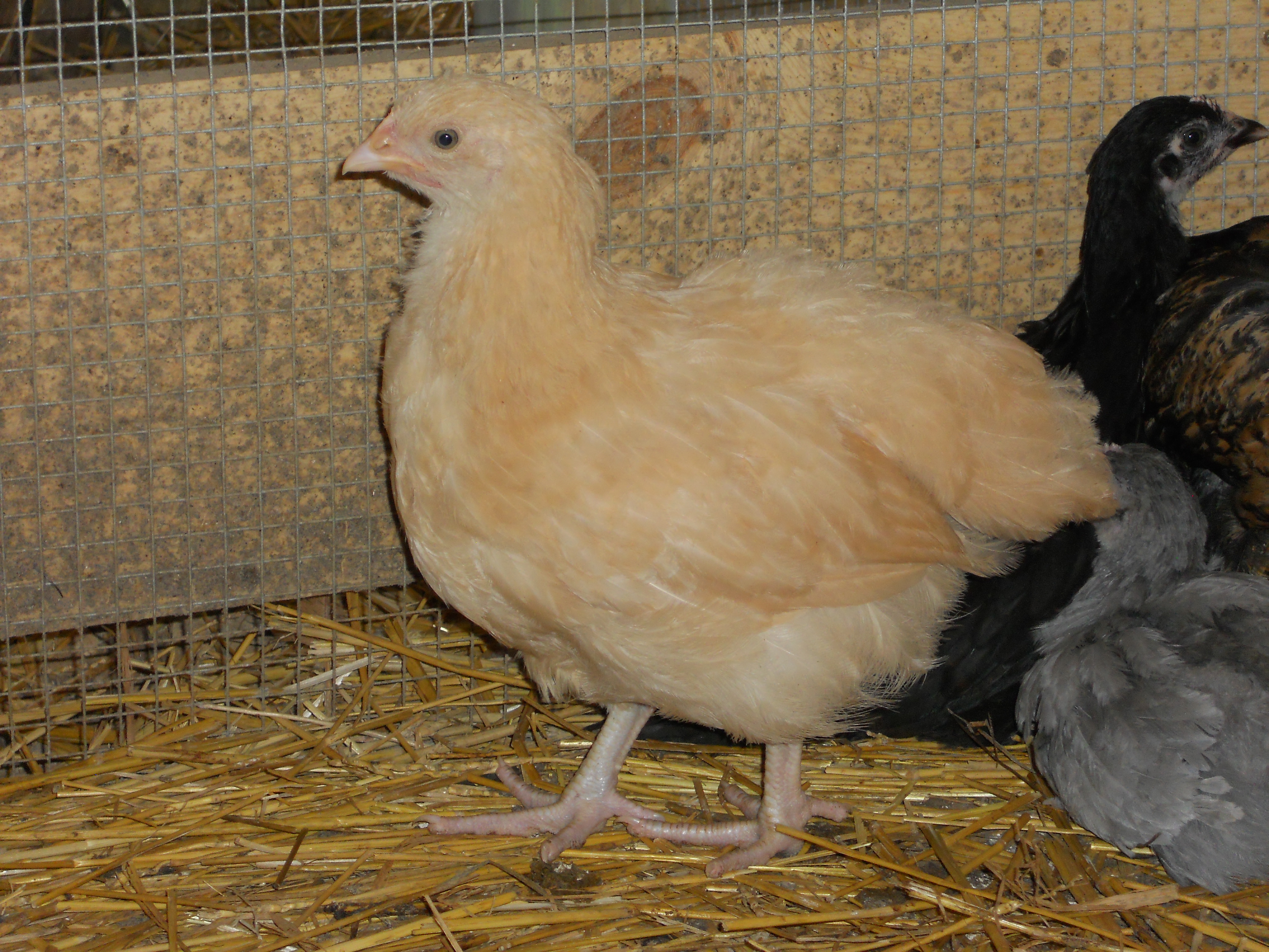 lemon cuckoo orpington/buff orpington mix