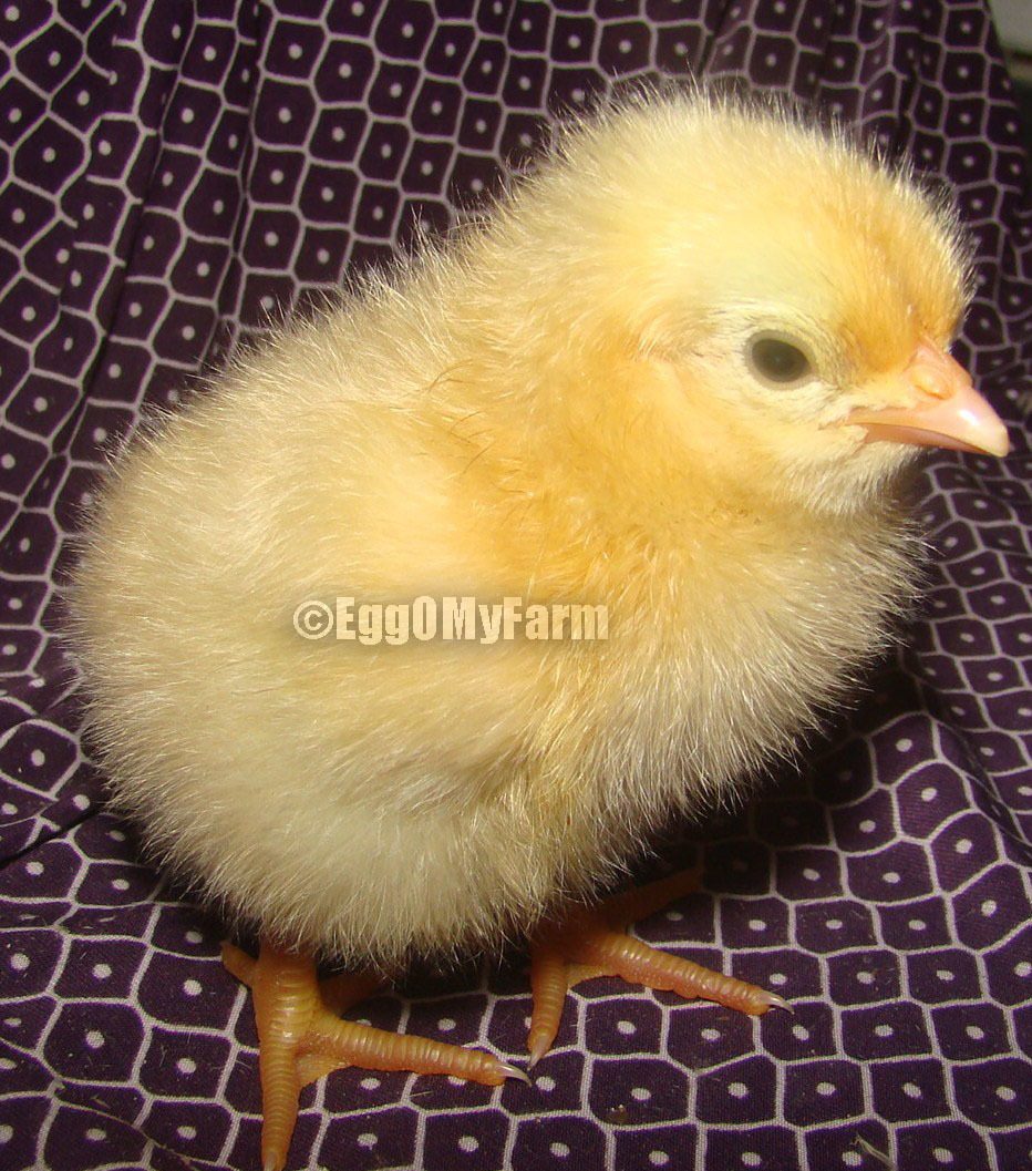 Lemon Cuckoo Orpington Chick