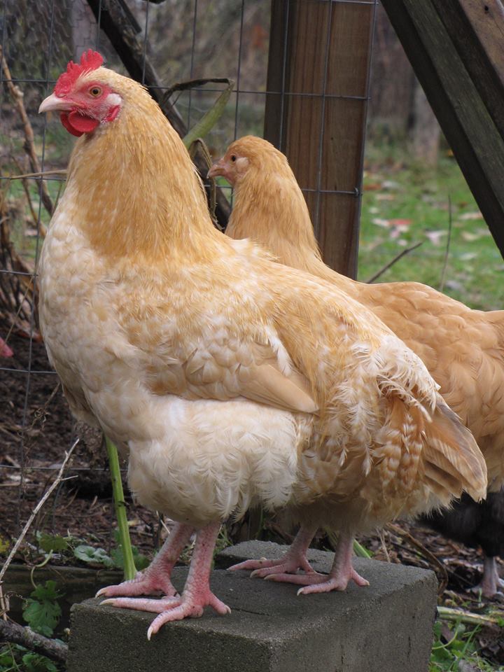 Lemon Cuckoo orpington project pair.
