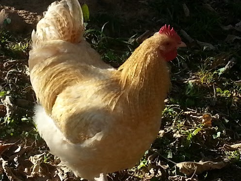 Lemon Cuckoo roo