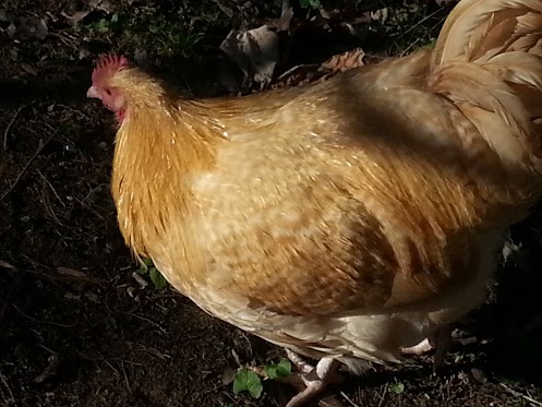 Lemon Cuckoo Roo
