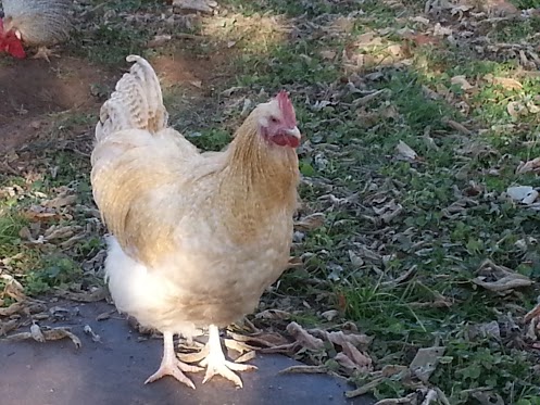 Lemon Cuckoo roo