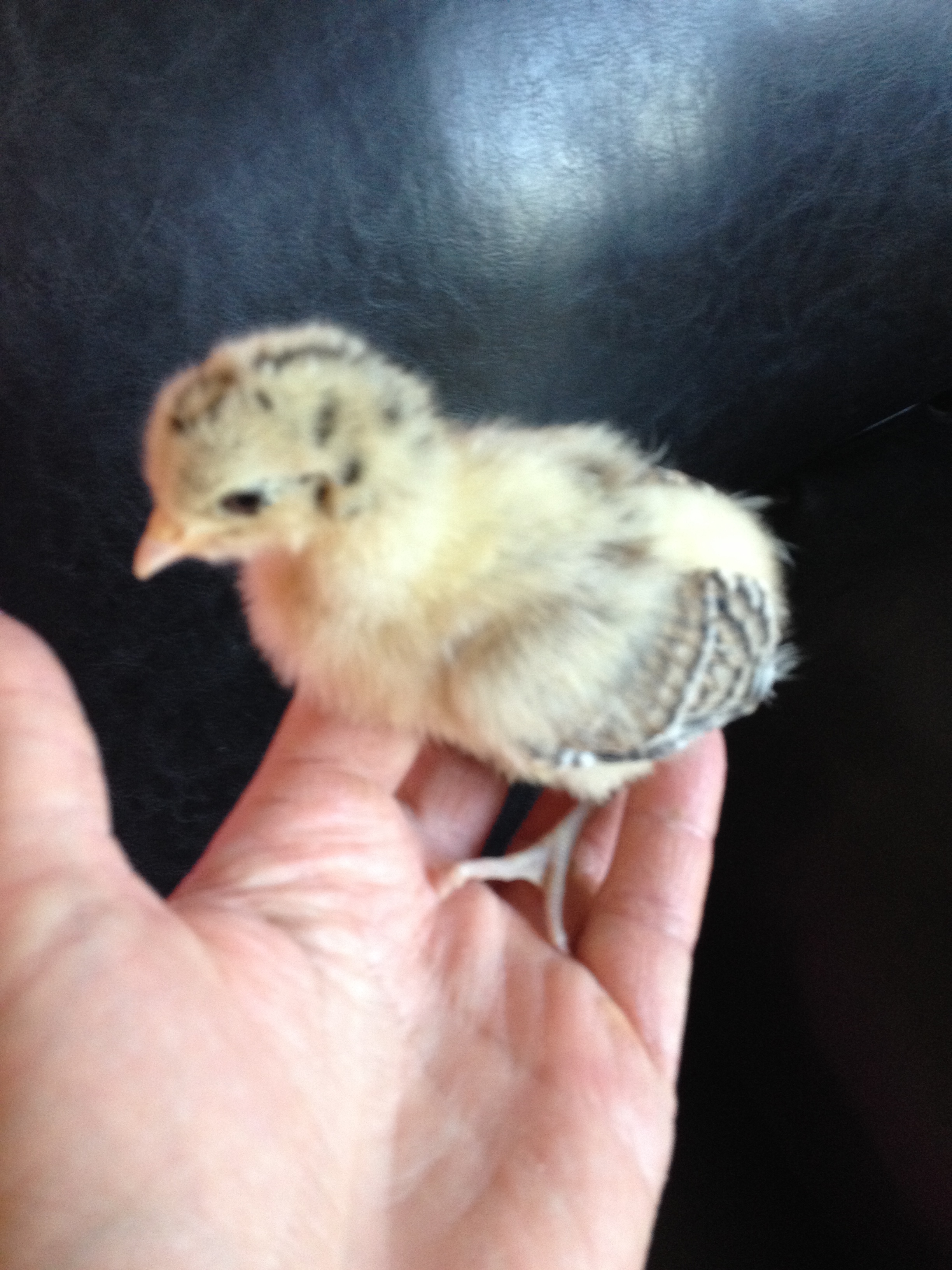 Lemon Frisian Gull- 2 weeks old