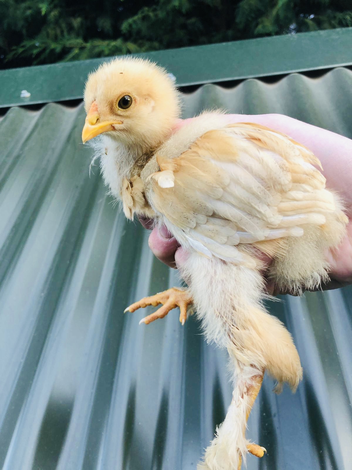 Lemon Pyle Brahma chick