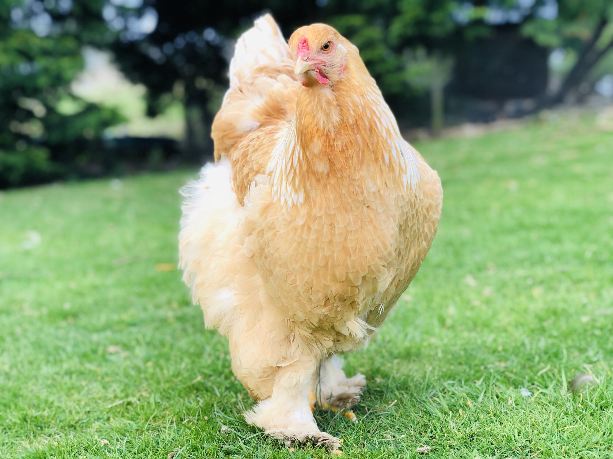 Lemon Pyle Brahma Hen.