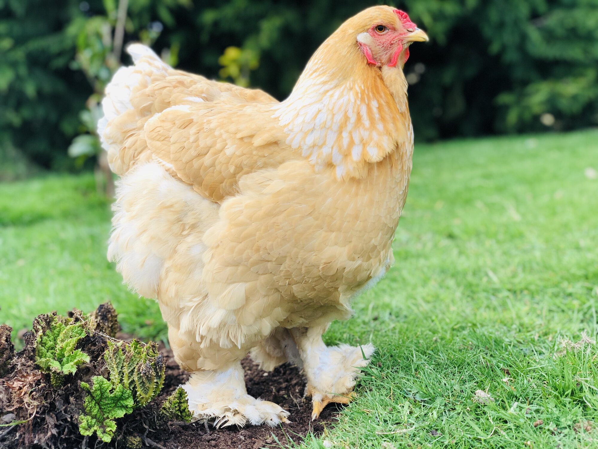 Lemon Pyle Brahma Hen.