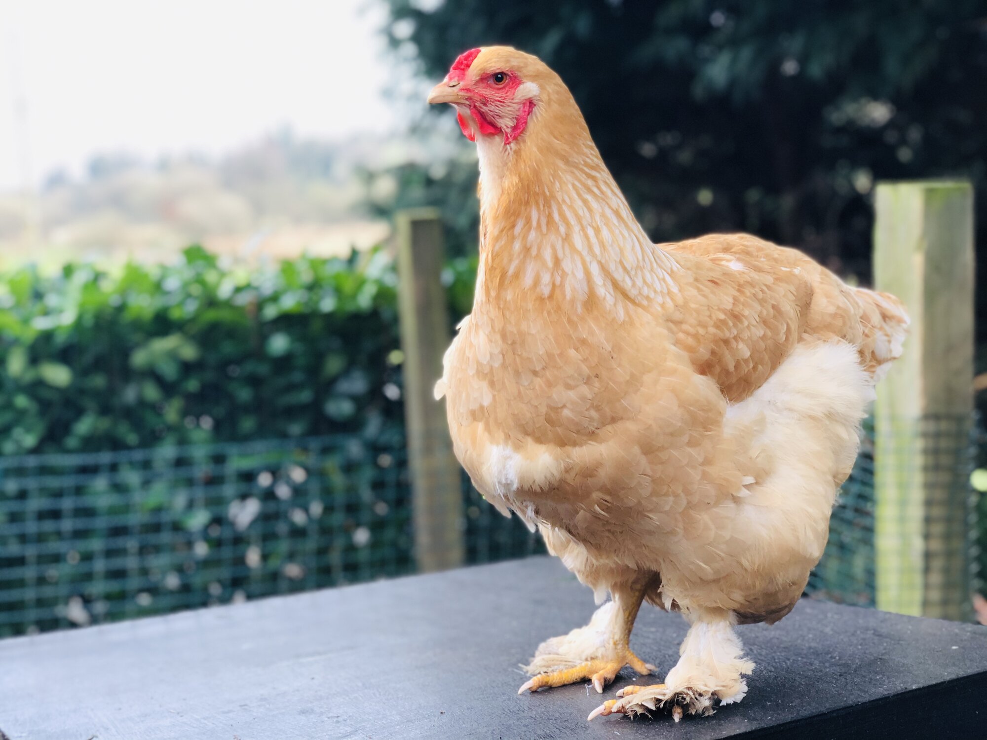 Lemon Pyle Brahma Hen.