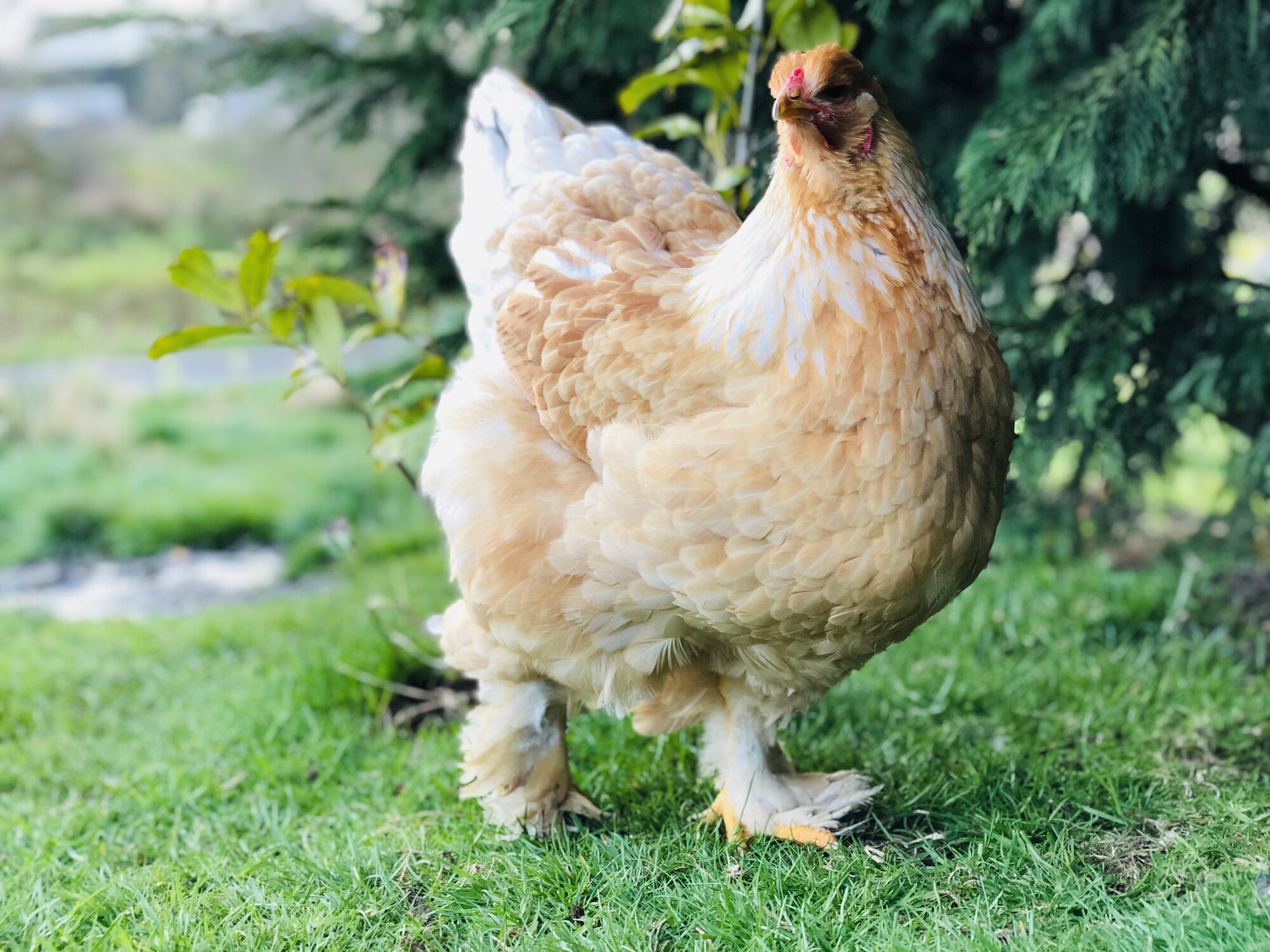 Lemon Pyle Brahma Pullet.