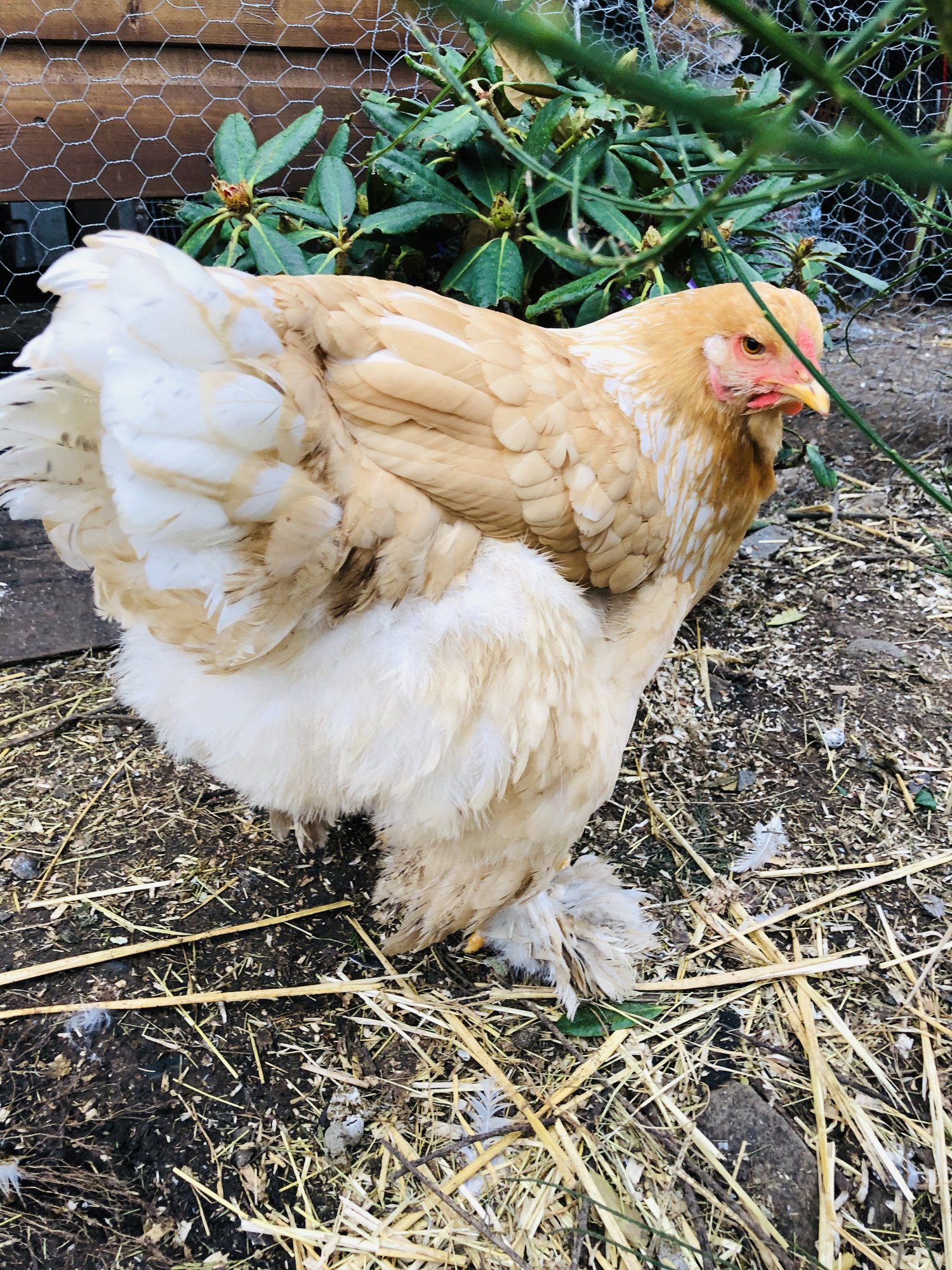 Lemon Pyle Brahma