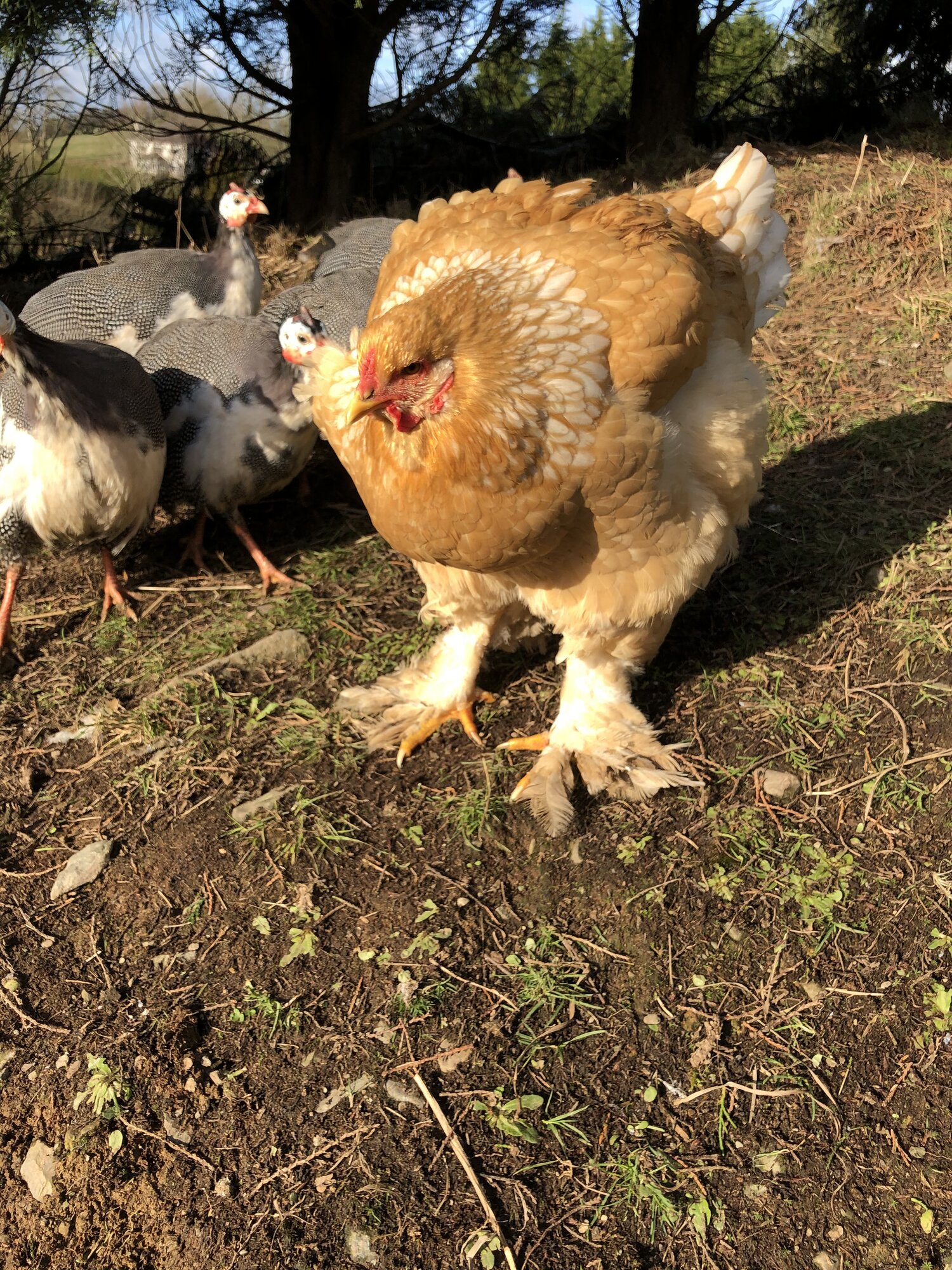 Lemon Pyle Brahma