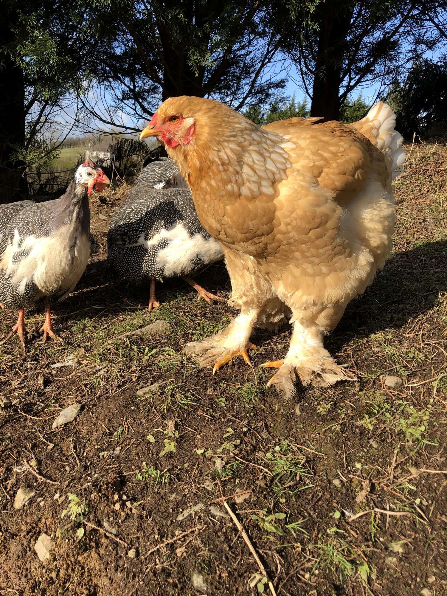 Lemon Pyle Brahma
