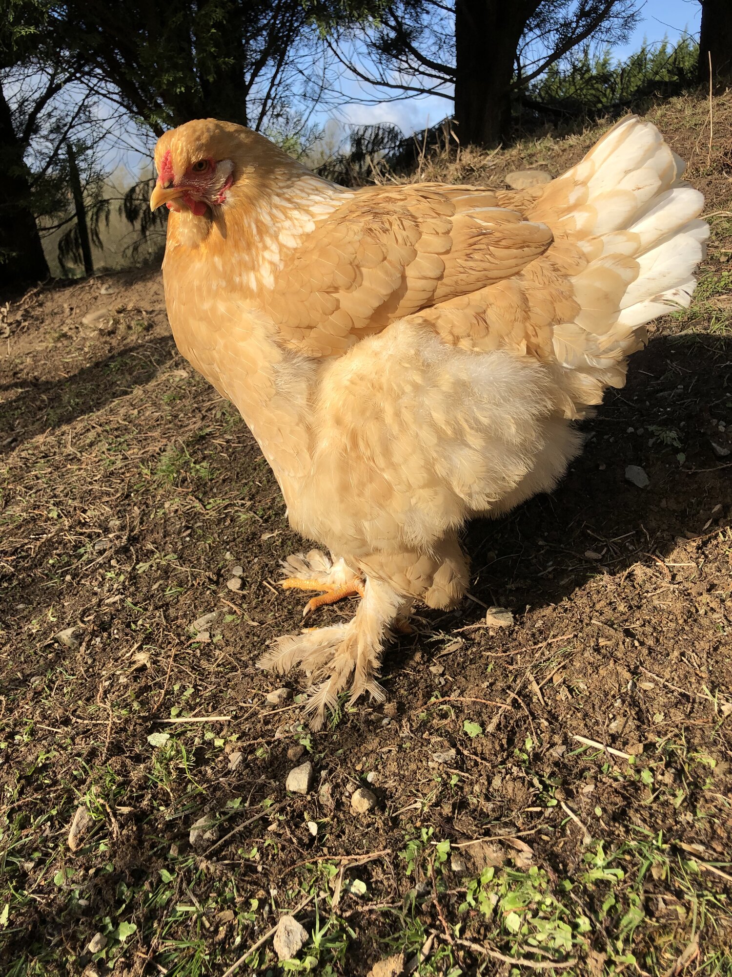 Lemon Pyle Brahma